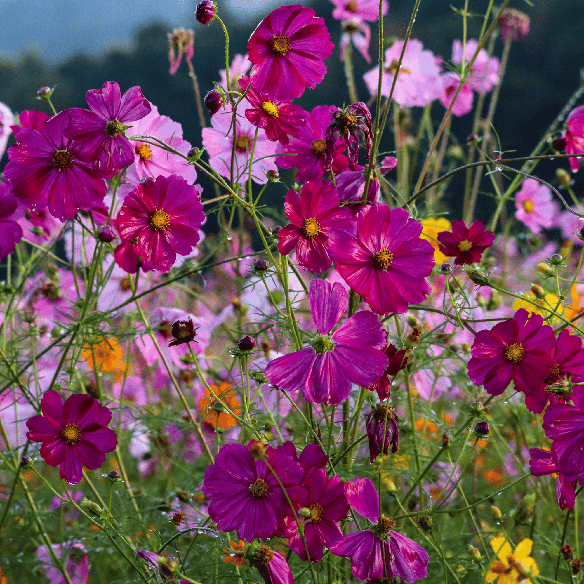 Pink Wild Flowers
