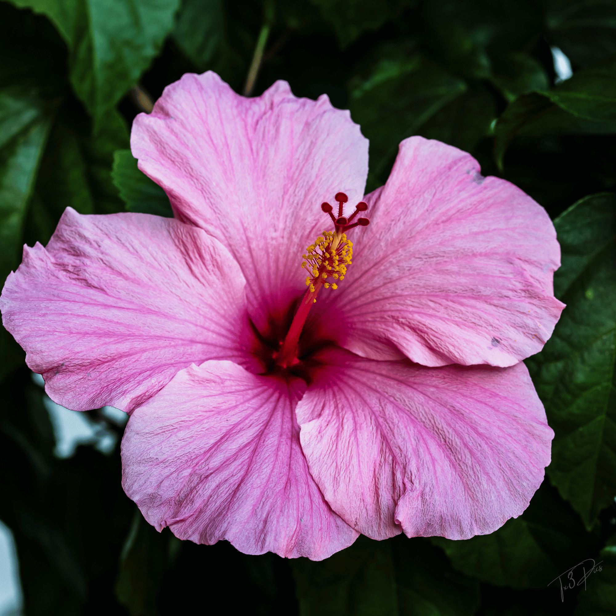Pink Flower Canvas Print