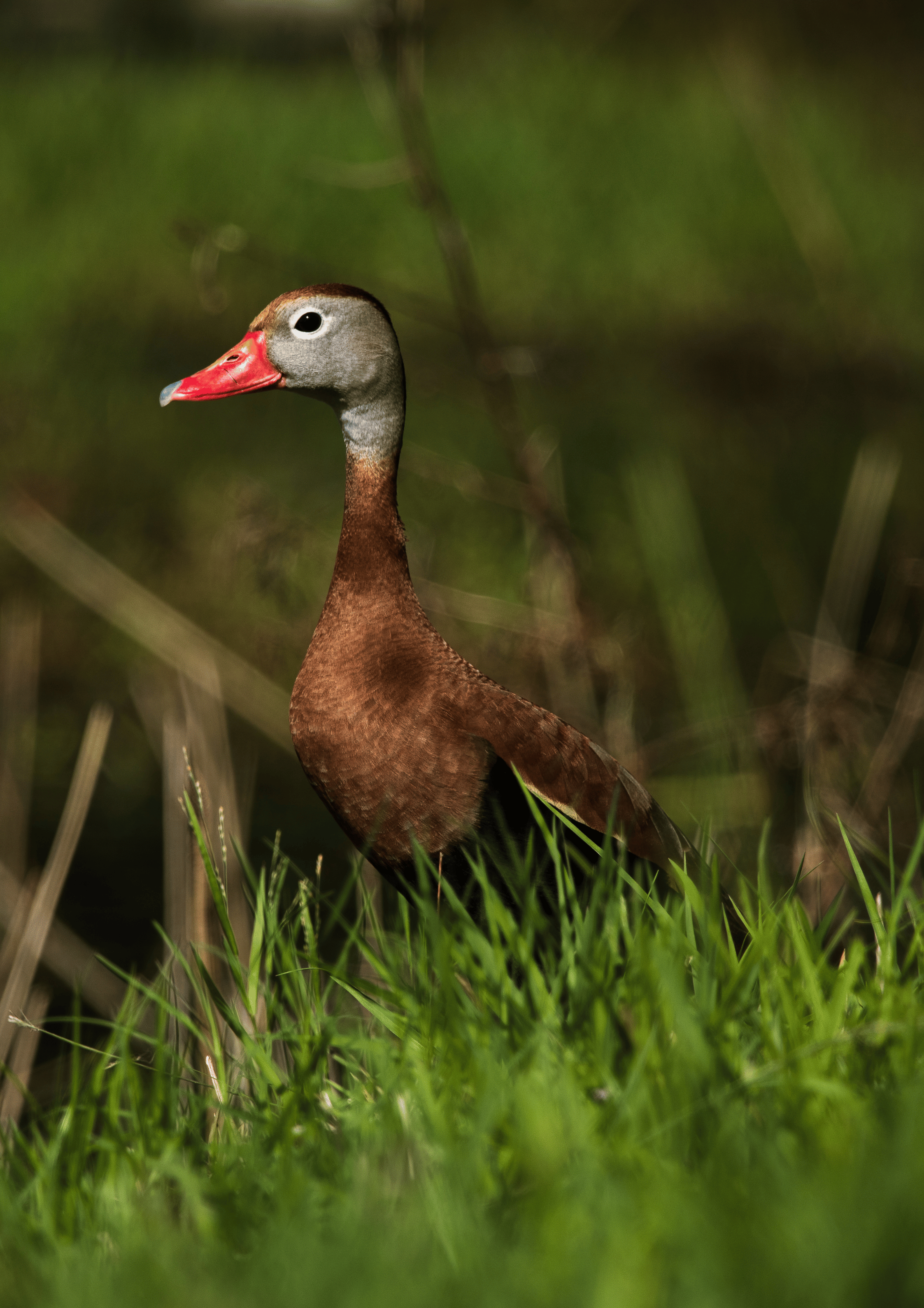 Black Bellied Whistling Duck