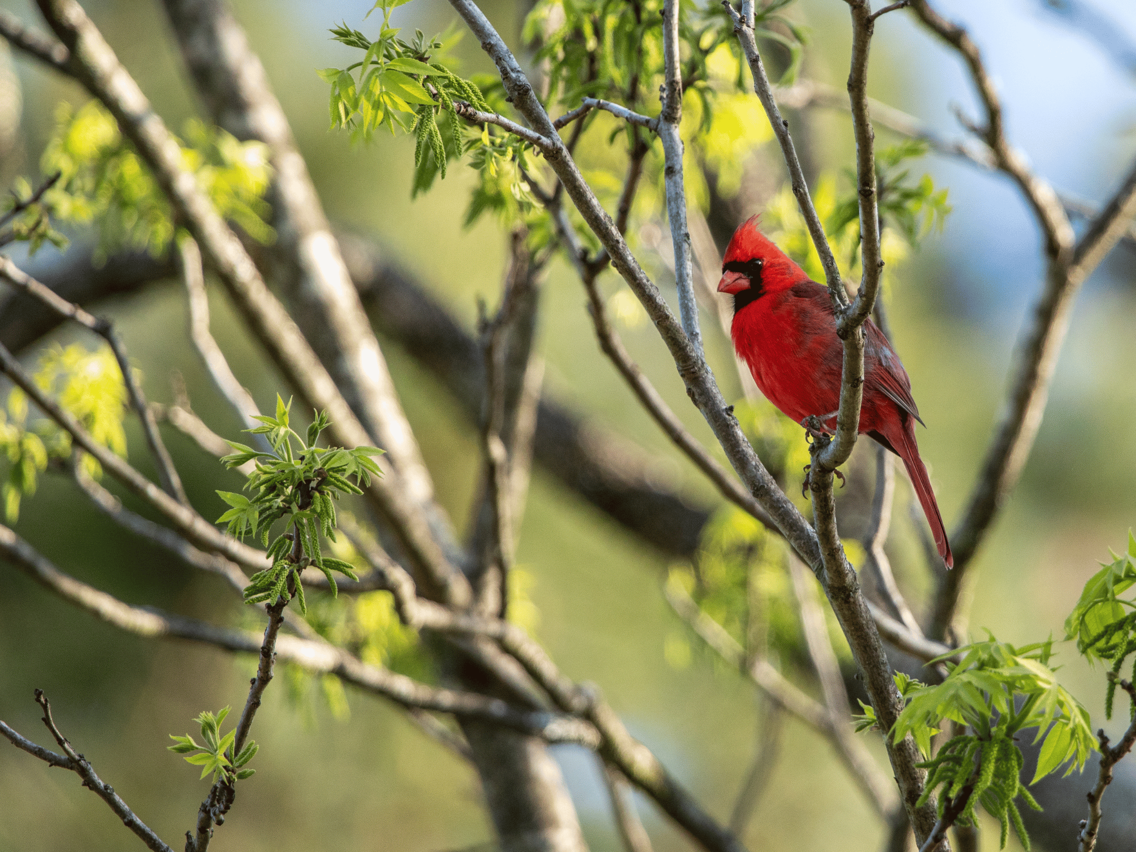 Spring Cardinal