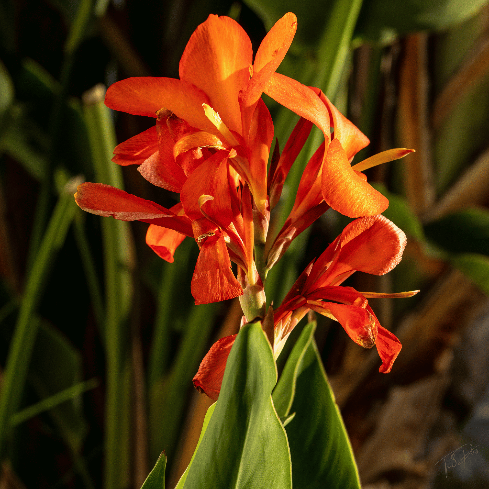 Fire Orange Flowers