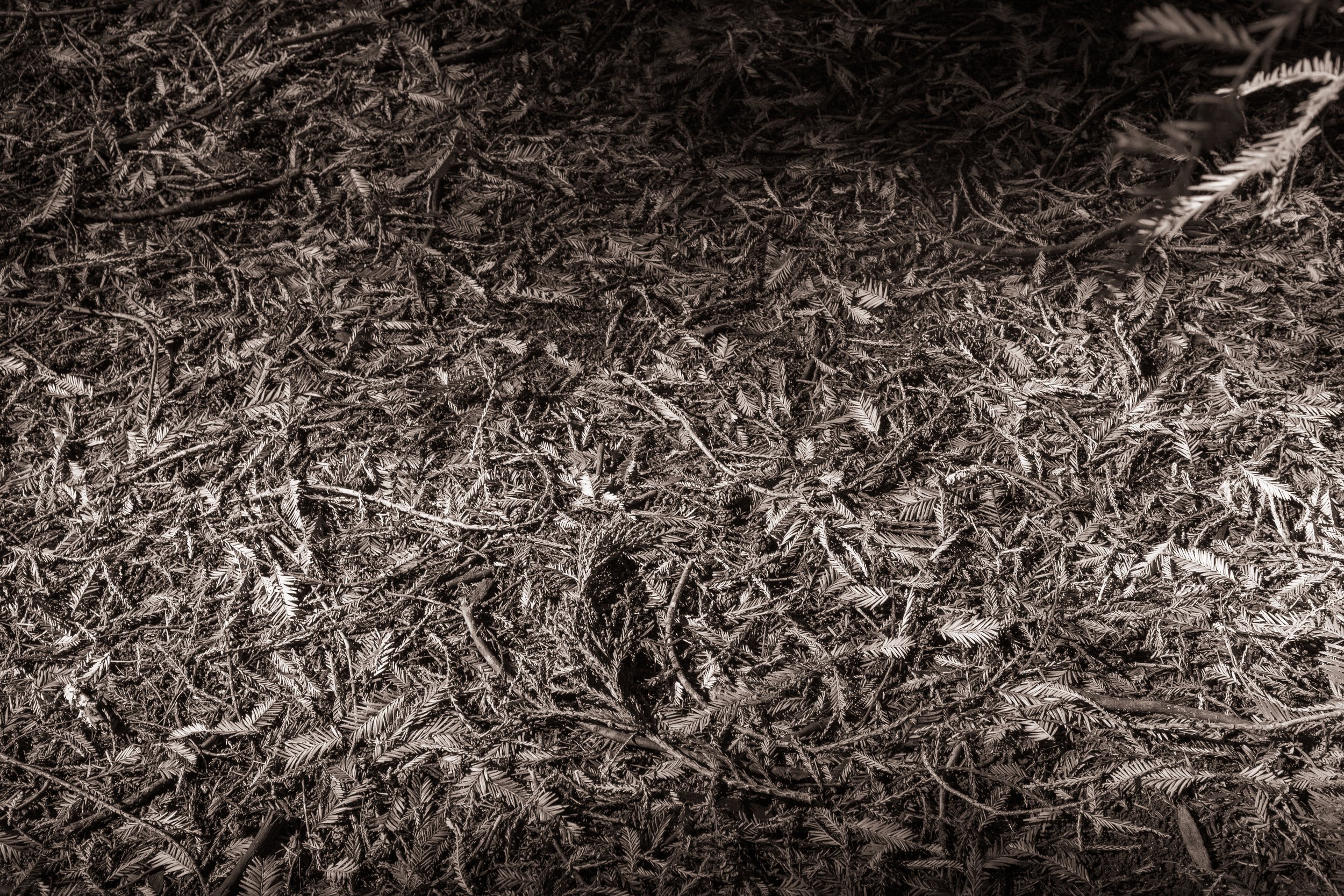 Landscape Photography black and white of mulch