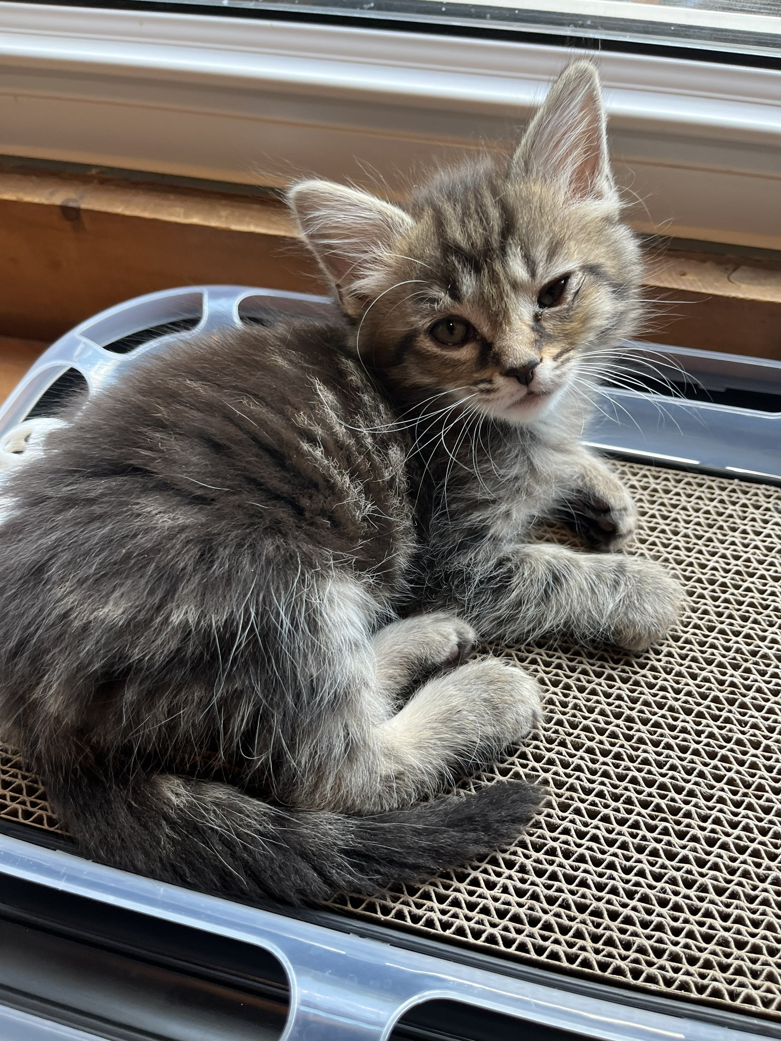 Benedict 6wks 1.jpg