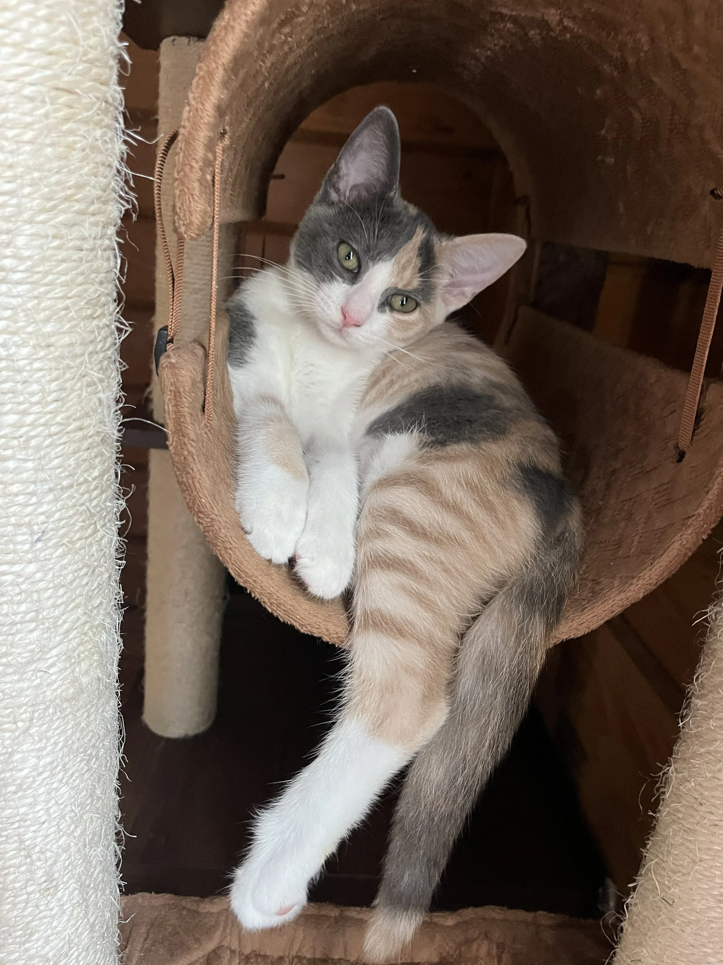 Dinah (On an Adoption Trail w/ Benjamin)