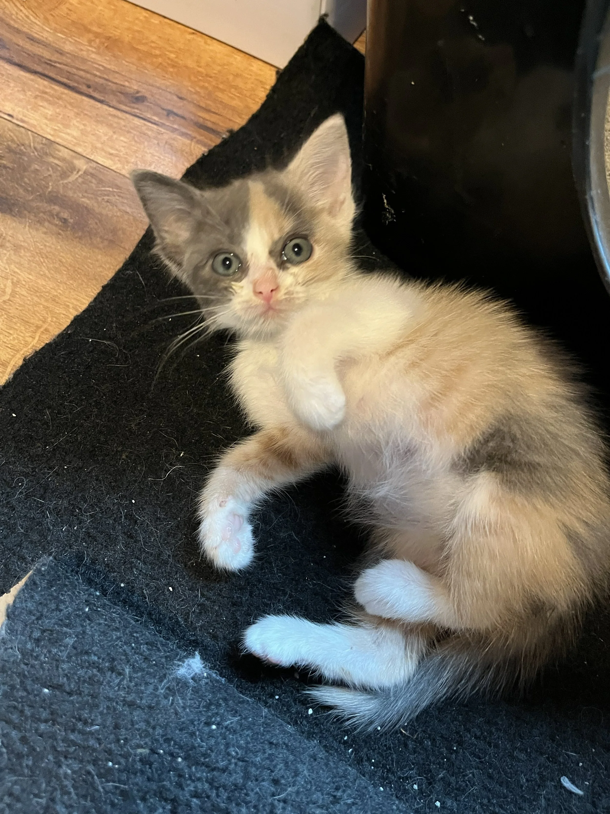 Dinah 6wks 2.jpg