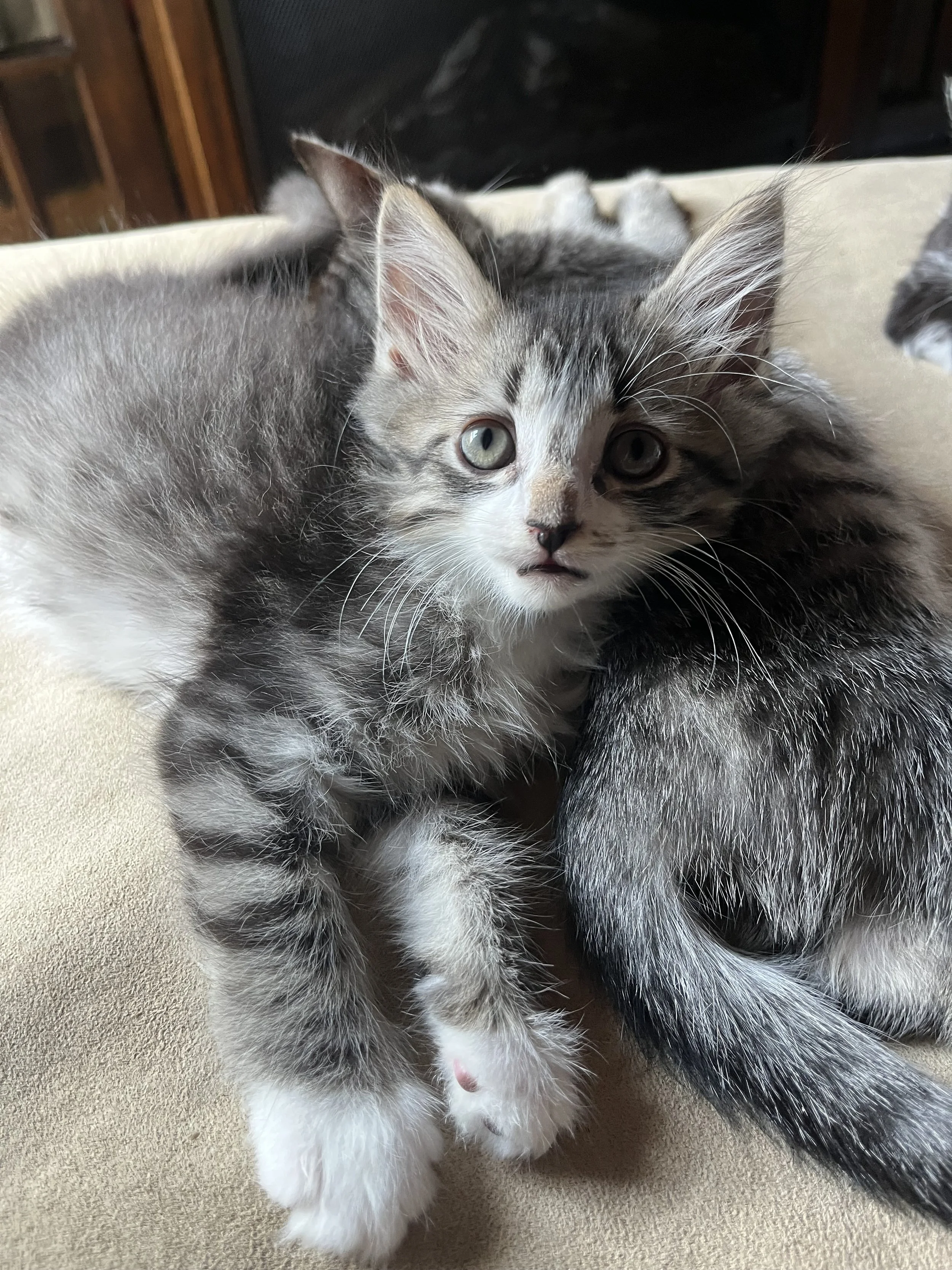 Cornelius (On an Adoption Trial)
