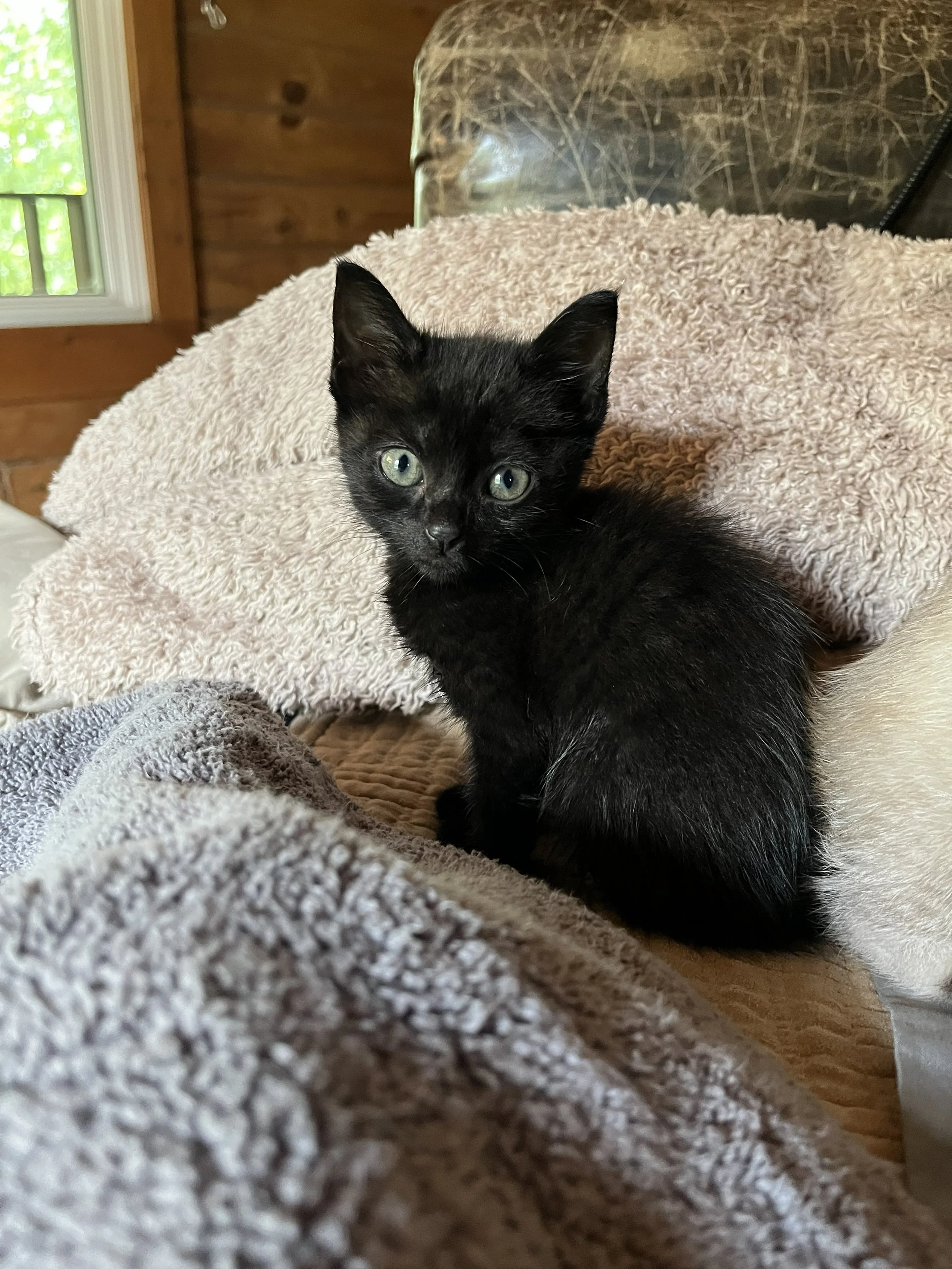 Cleopatra 6wks 2.jpg