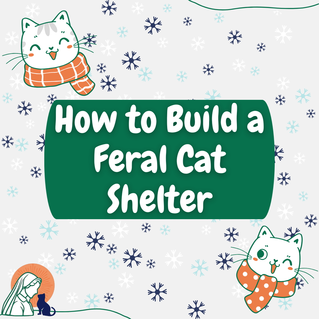 How to Build a Feral Cat Shelter