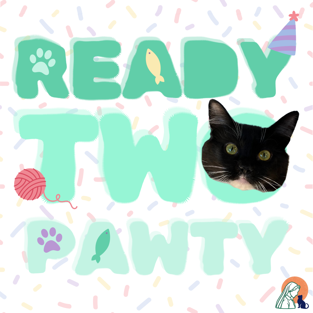 Home for the Pawlidays Kitten Cuddle (Copy)