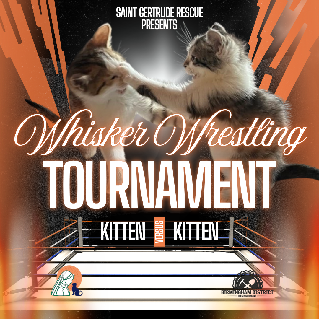 Whisker Wrestling Kitten Cuddle