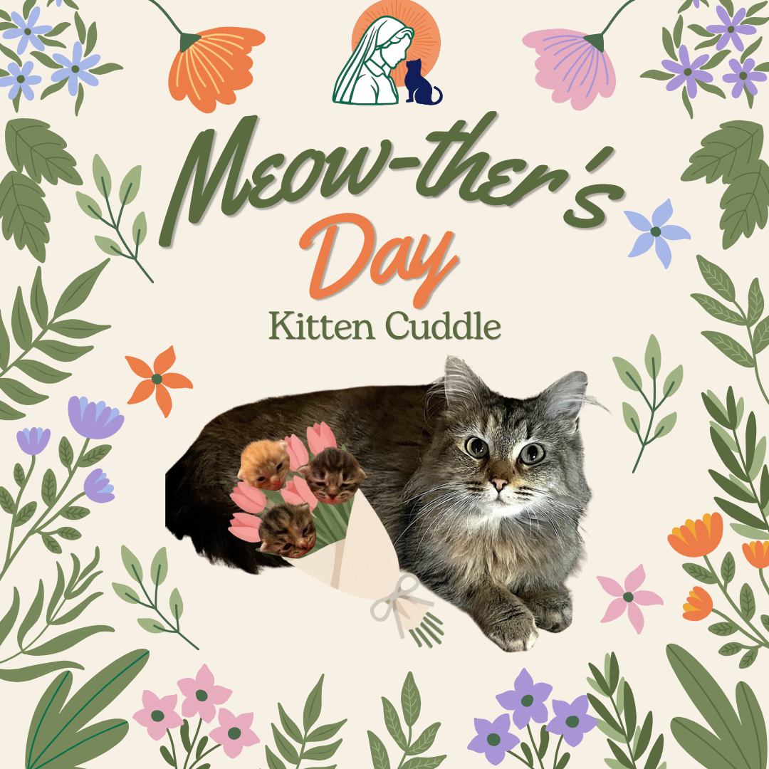 Meow-ther’s Day Kitten Cuddle