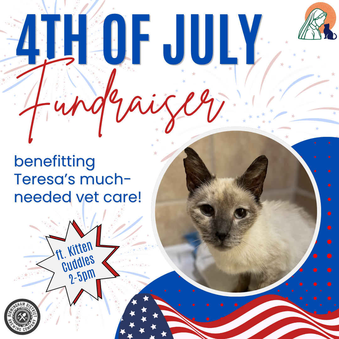 4th of July Fundraiser &amp; Kitten Cuddle