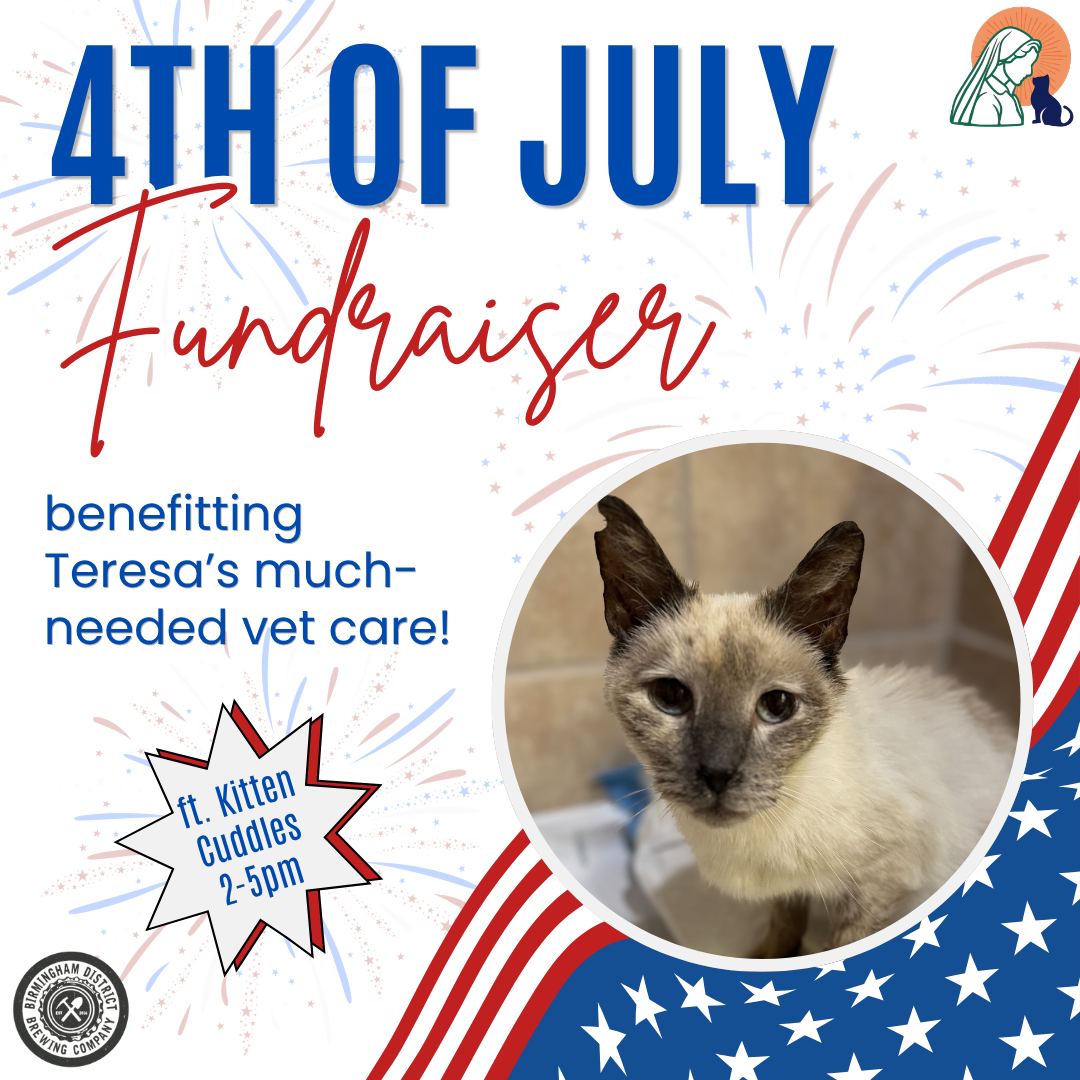 4th of July Fundraiser &amp; Kitten Cuddle