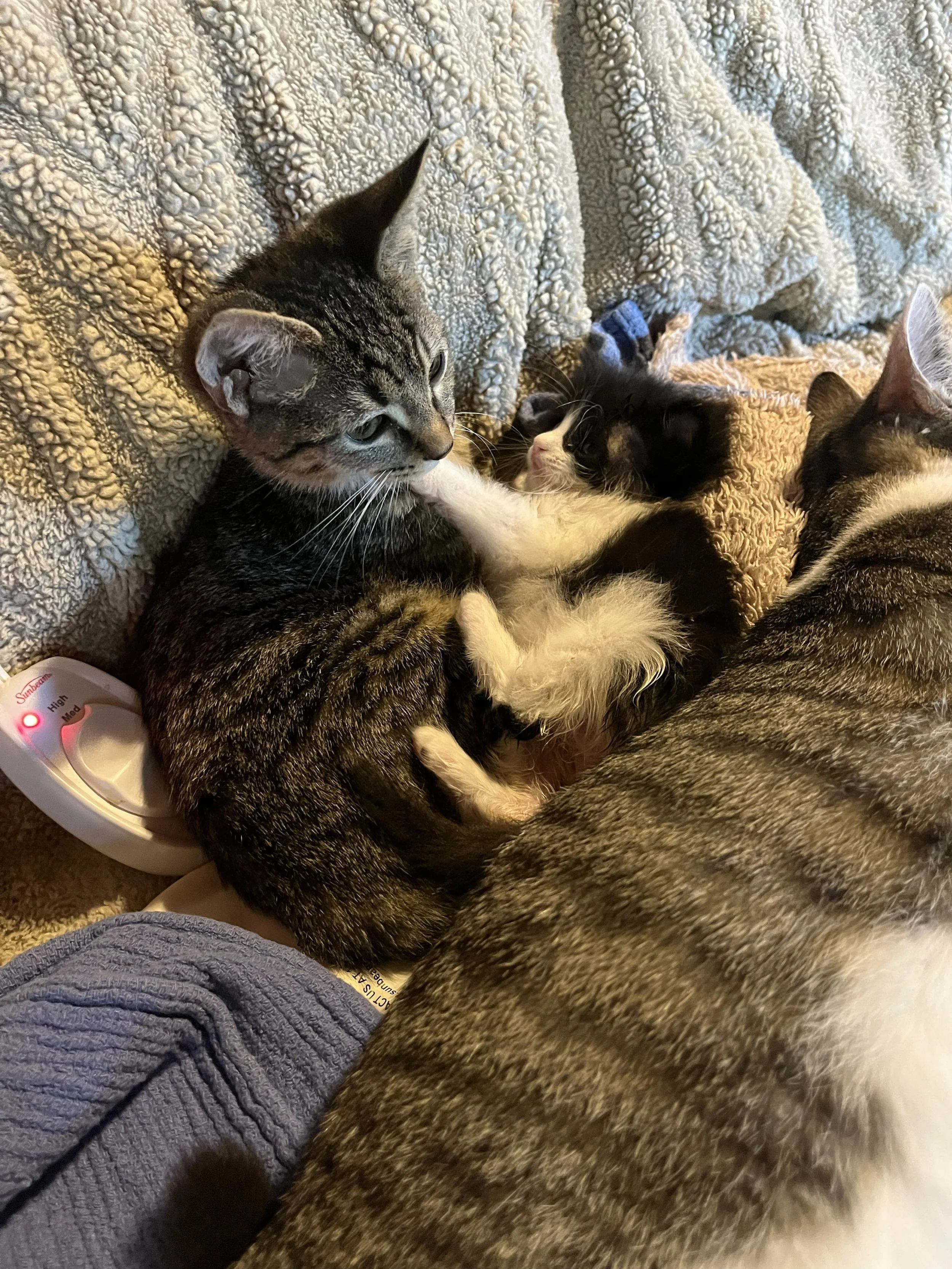 samson & his nursemaid Dolores.jpg