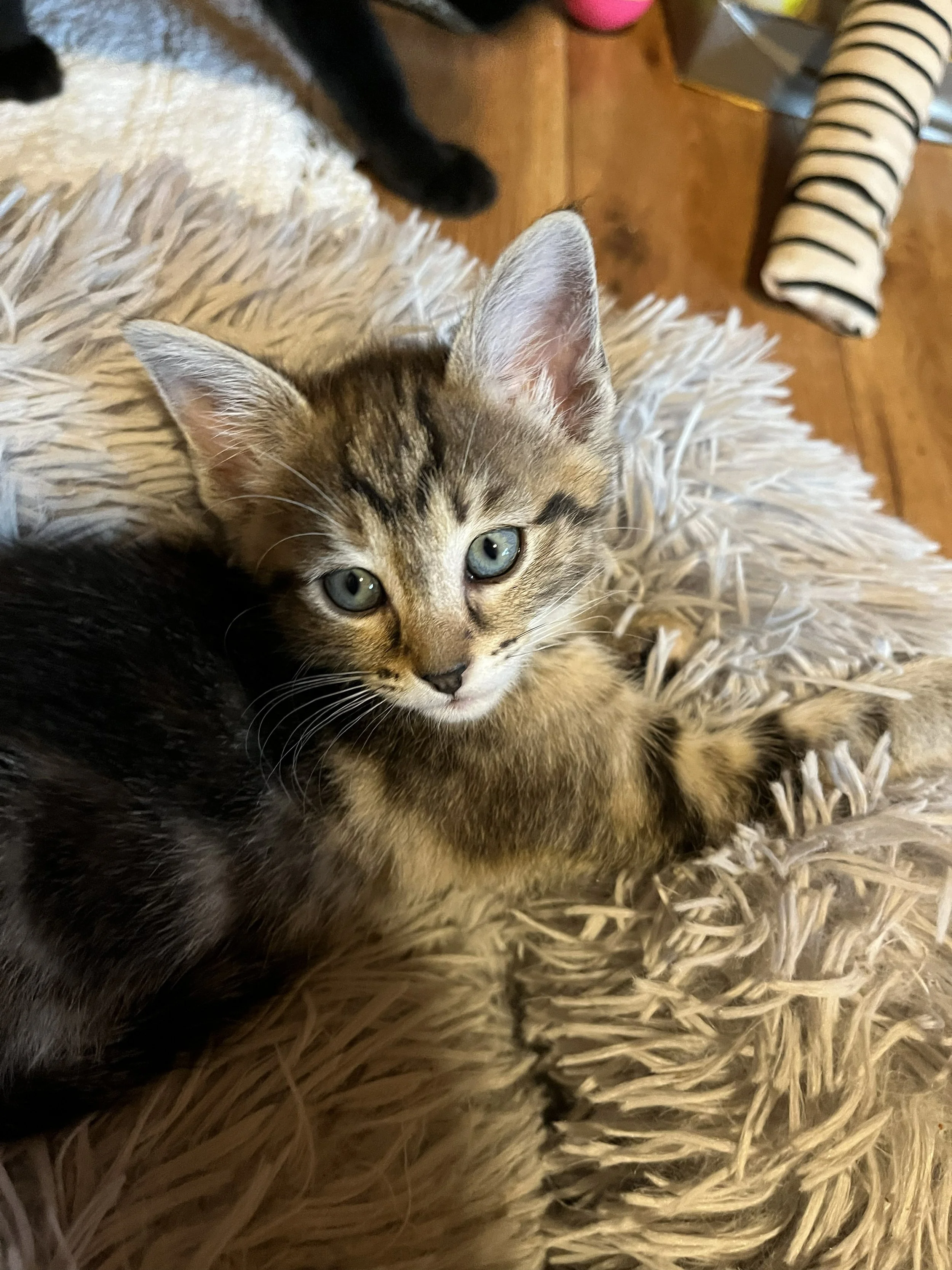 Belinda 6wks.jpg
