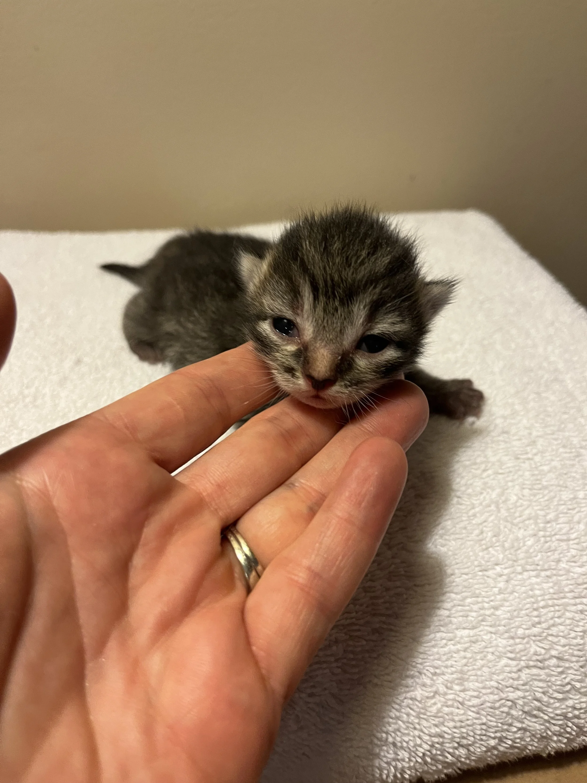 Tabby Blk Brown Female.jpeg