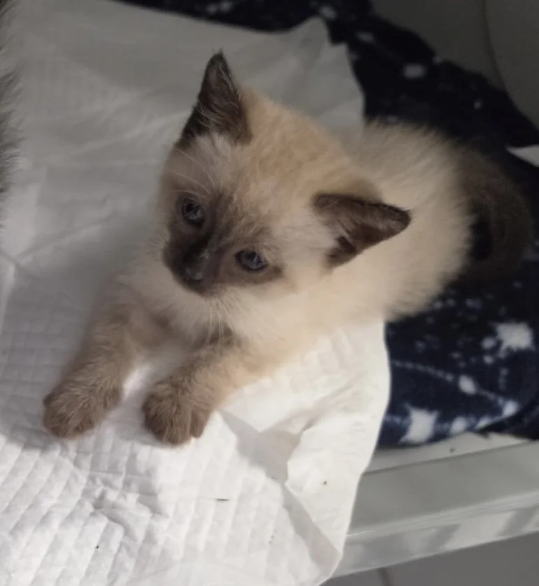 George (Pre-Adopted)