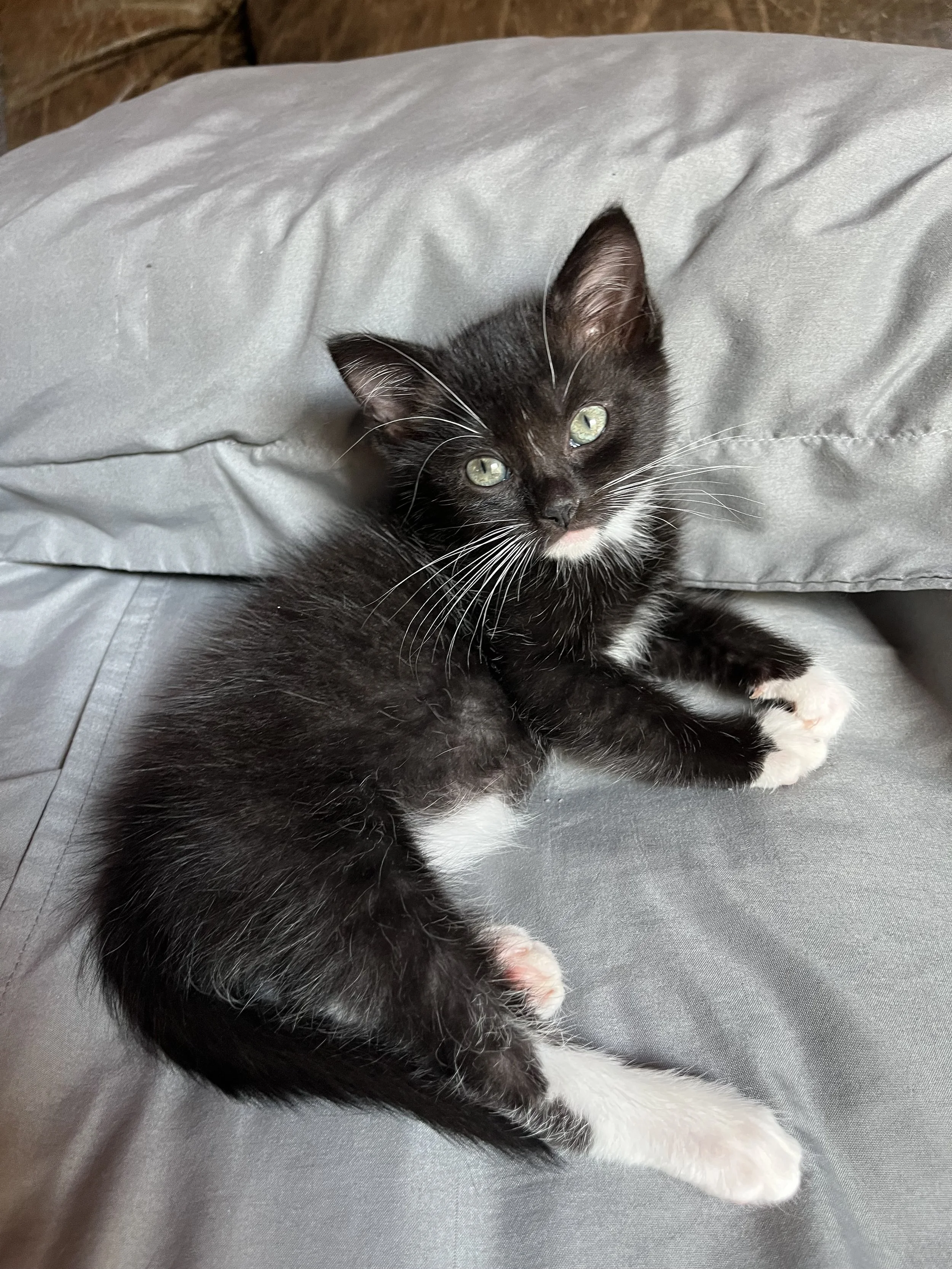 Daniel (On an Adoption Trial)