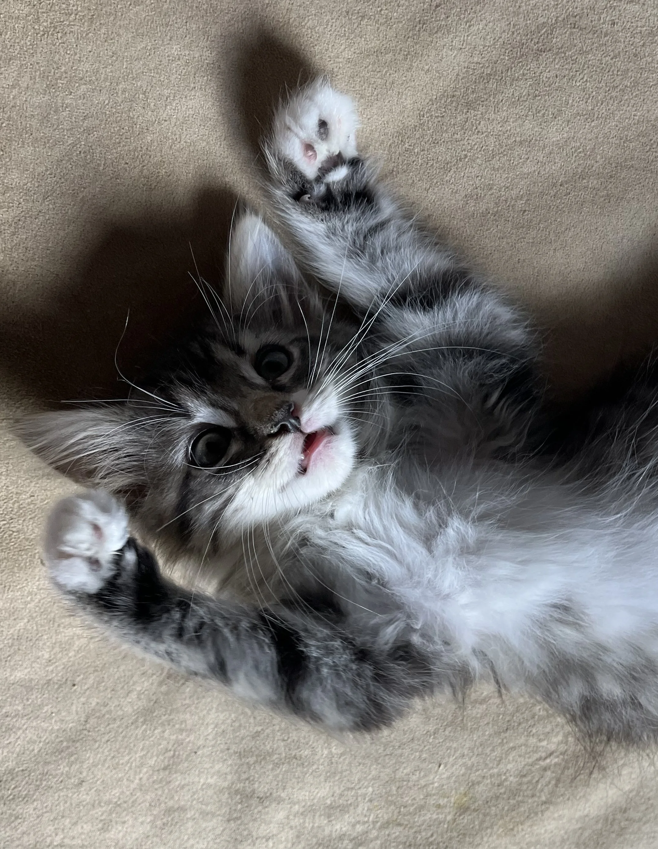 Camilla (Pre-Adopted w/ Cleo & Colette)