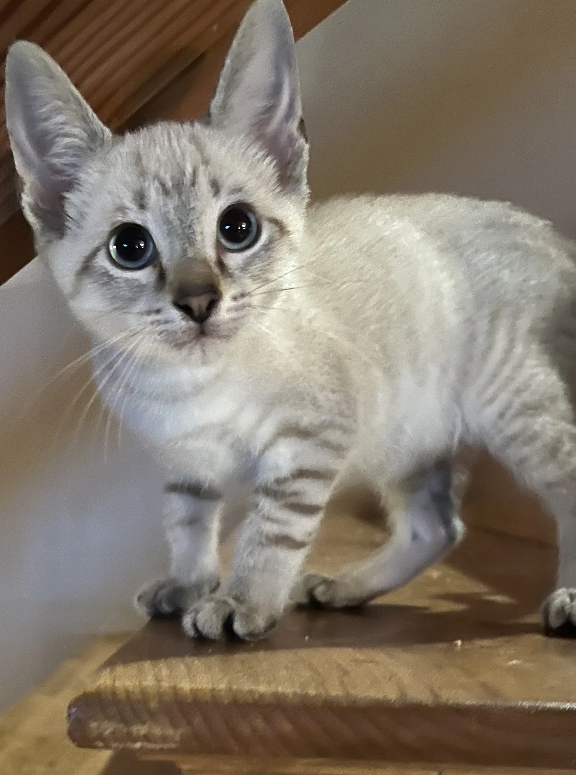 Felix (Pre-adopted w/ Celine & Clare)