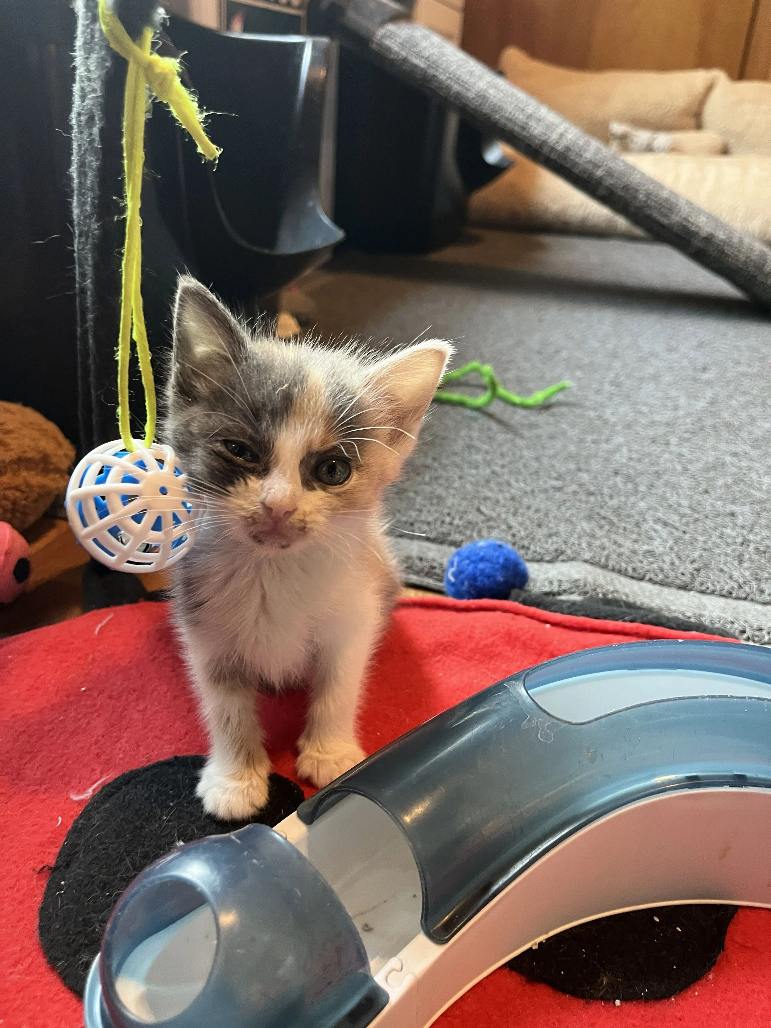 Dinah 5wks 1.jpg