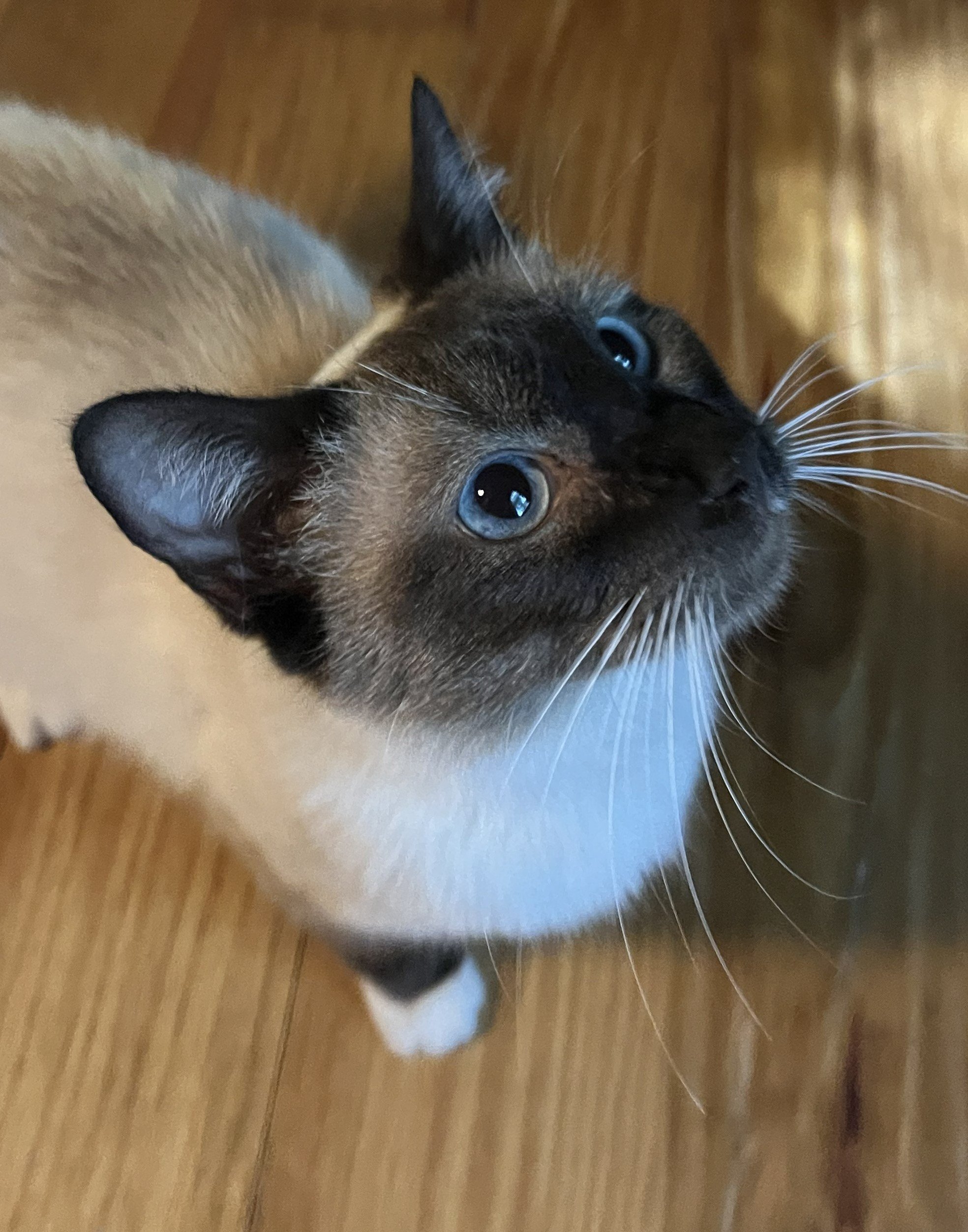 Catherine (Pending Pre-Adoption)