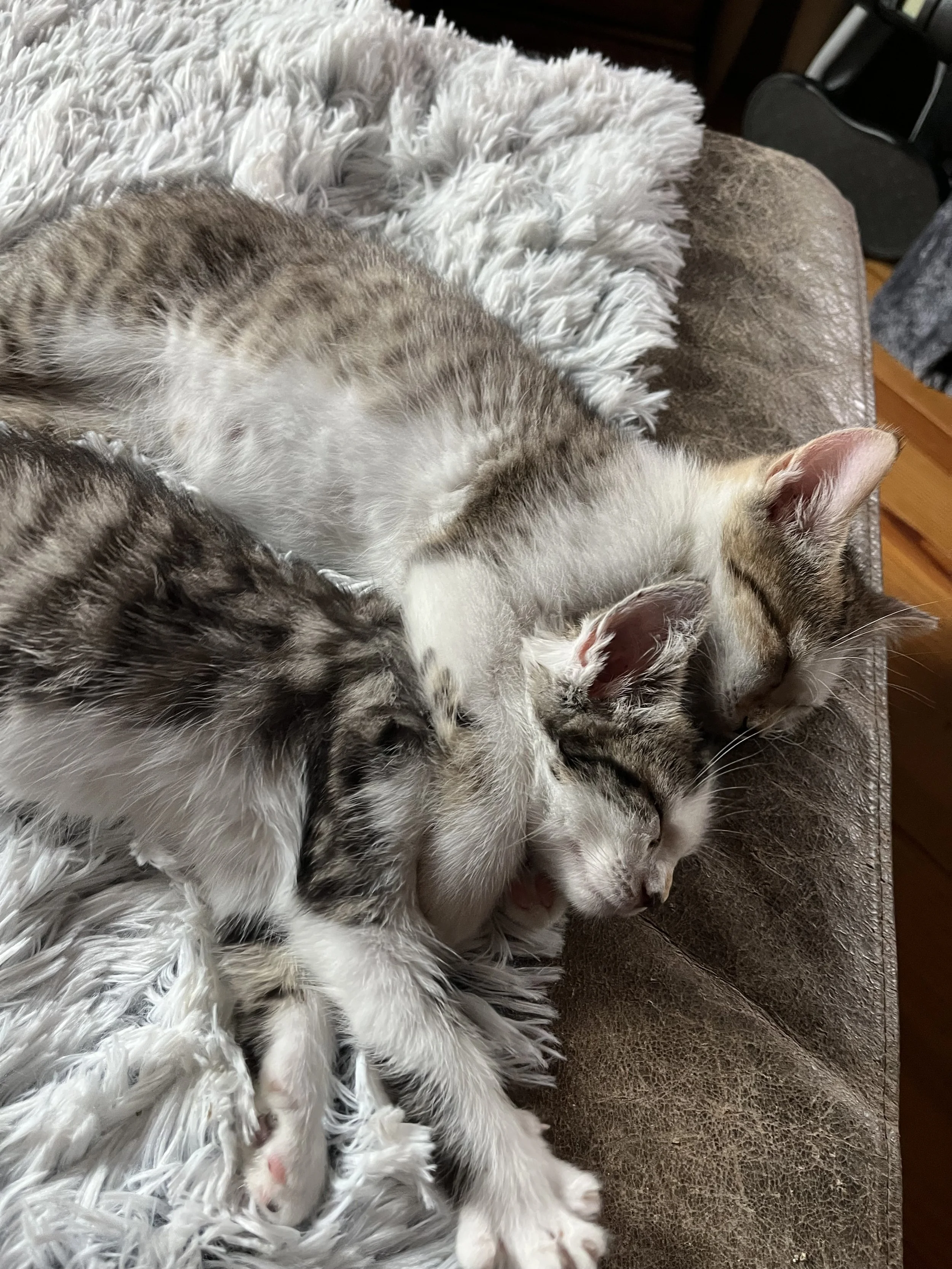 Peter II & Pricilla.jpeg