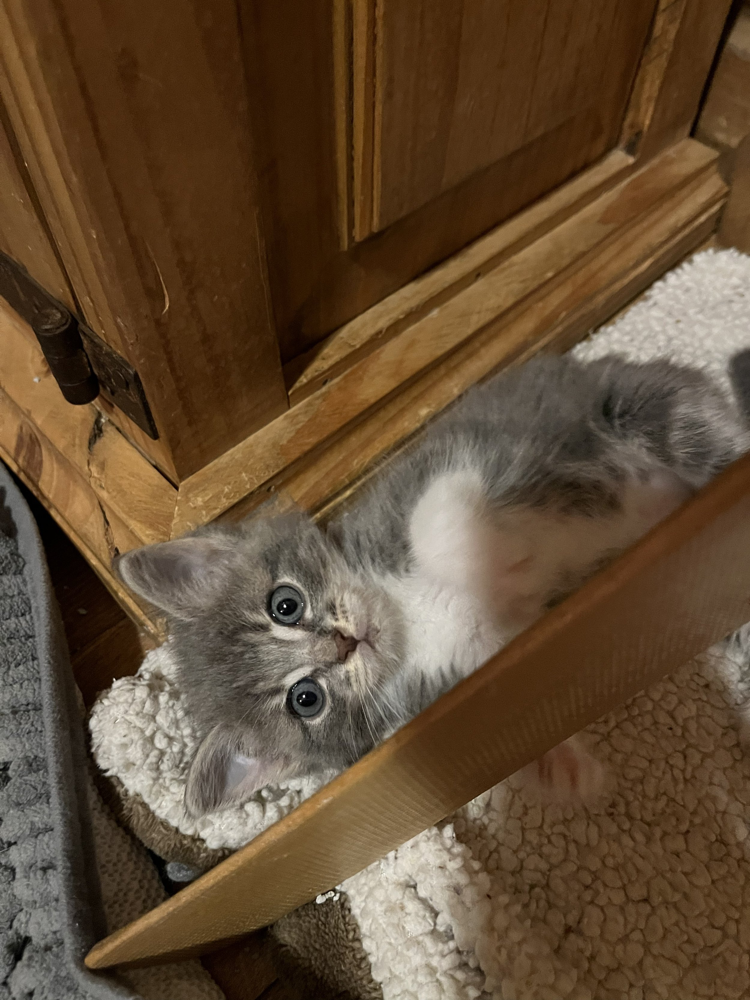 Benjamin 5wks 2.jpg