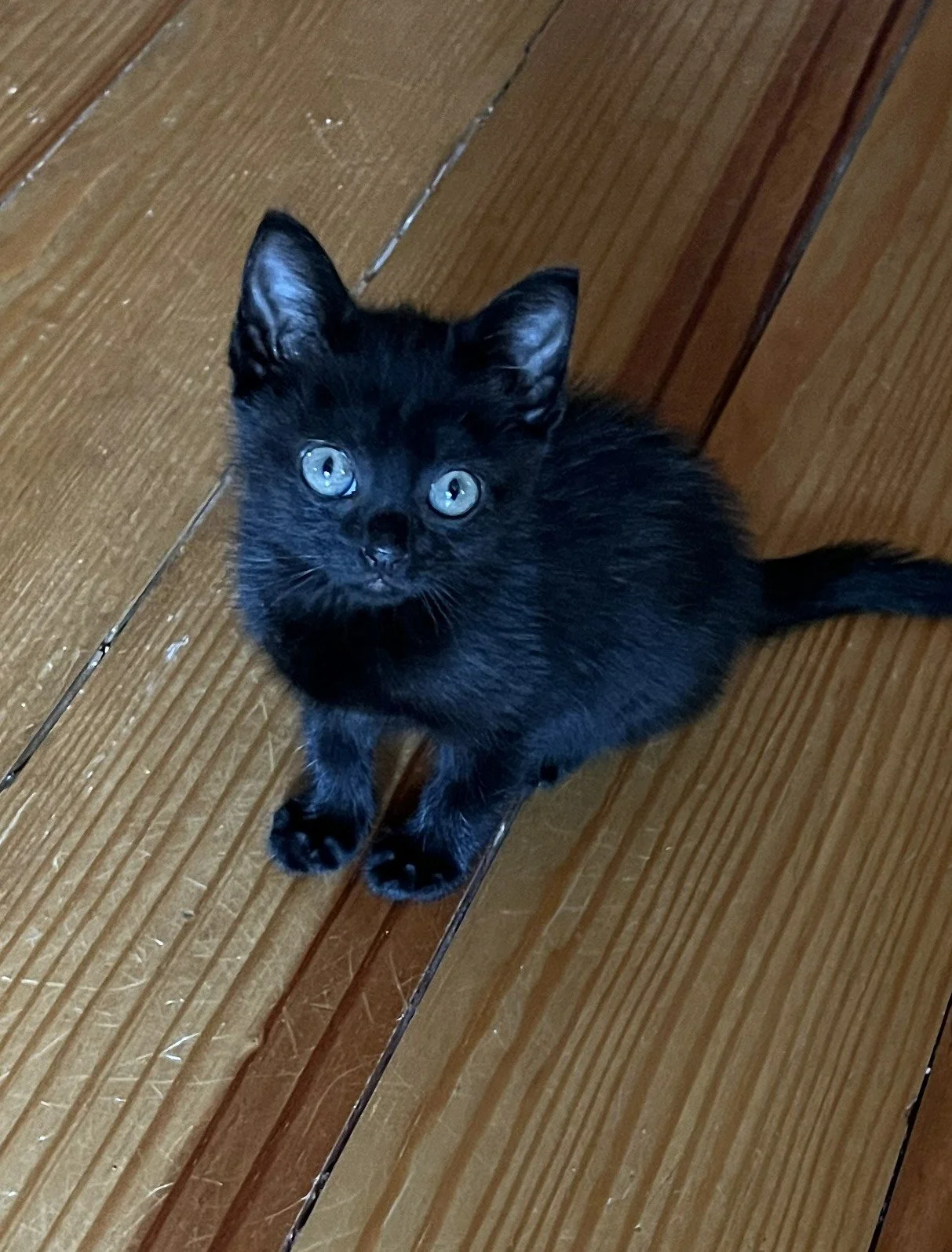 Cleo 5wks.jpg
