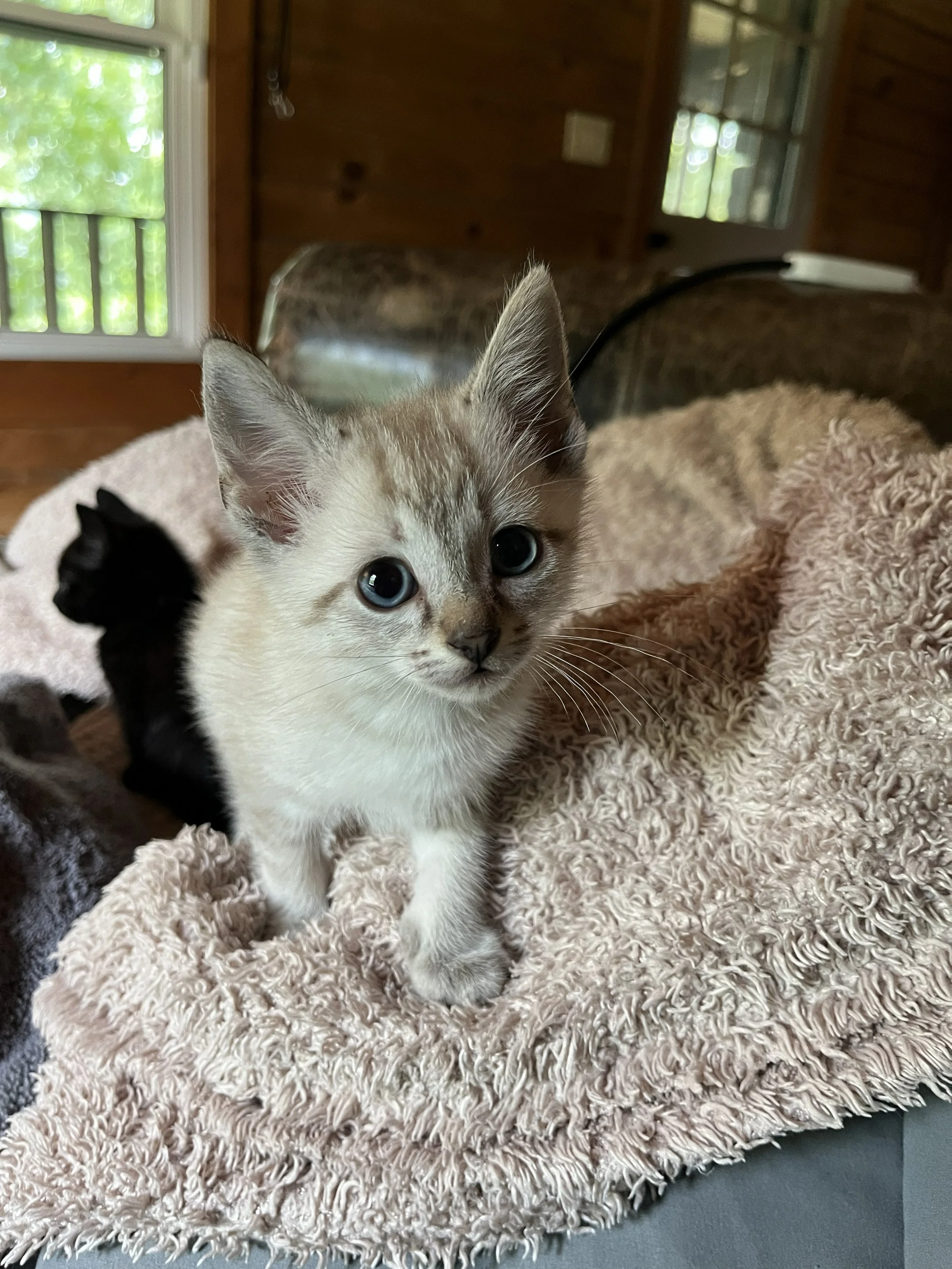 Felix 7wks 2.jpg