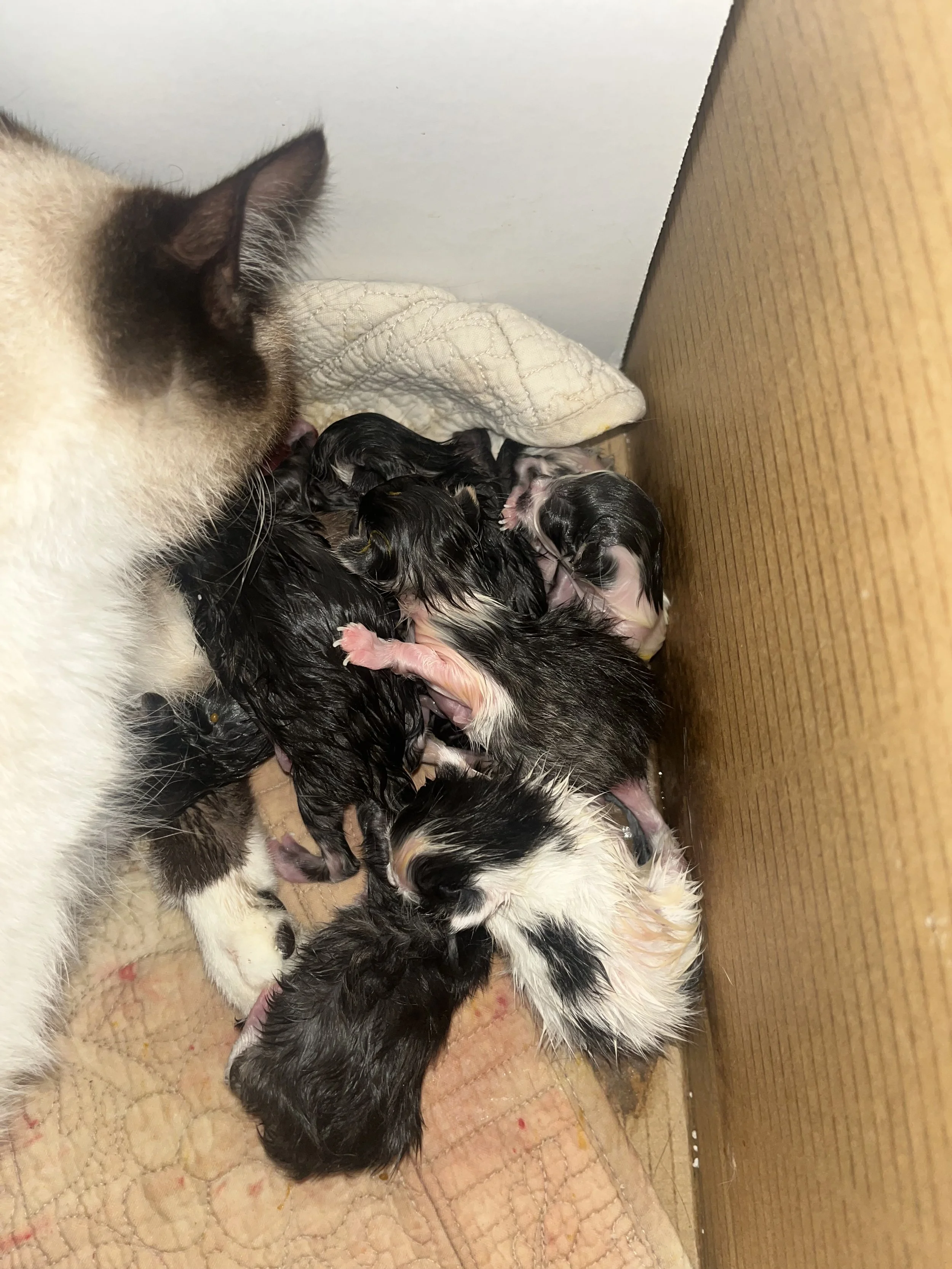 newborns.jpeg