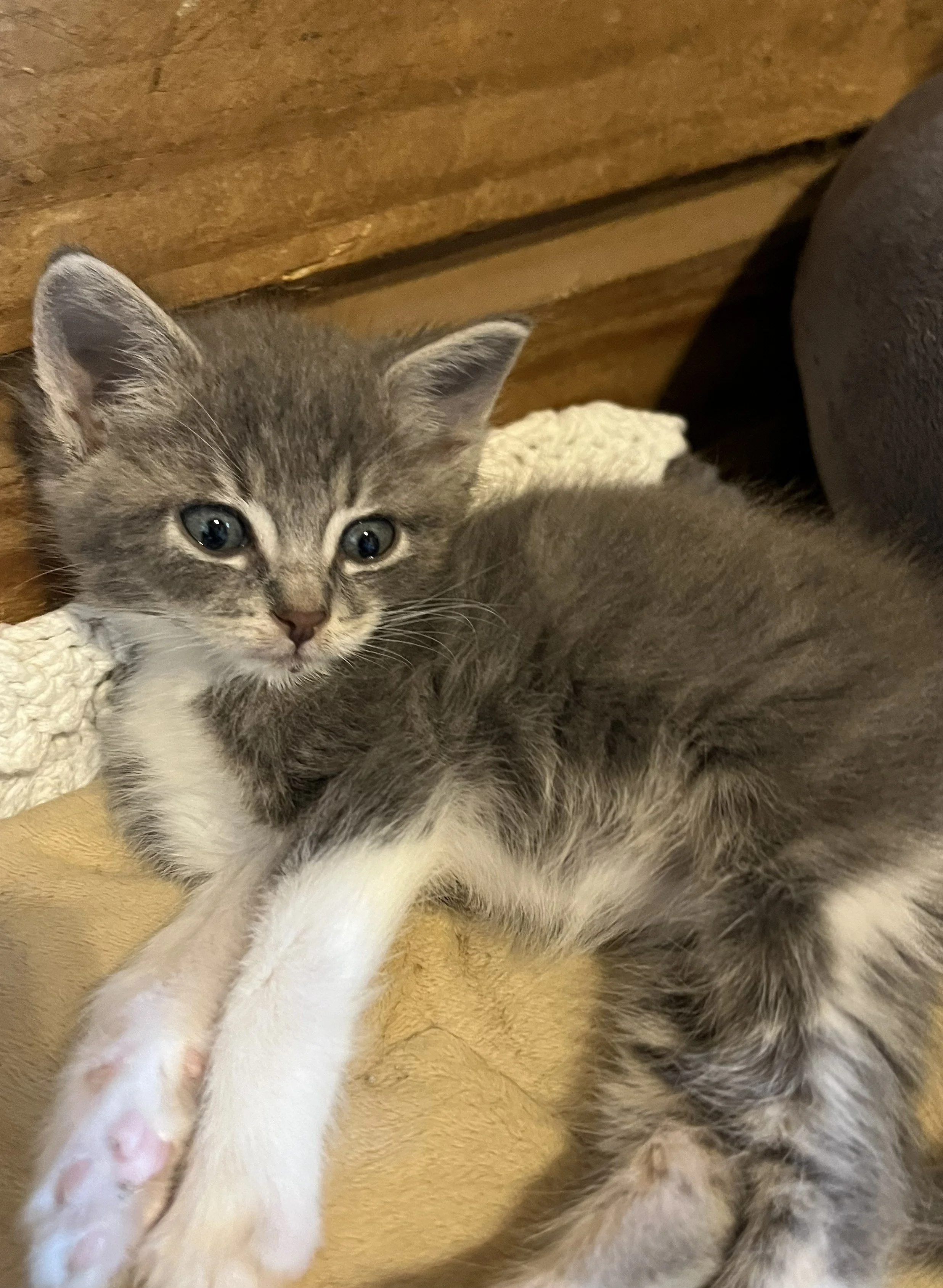 Benjamin 5wks 3.jpg