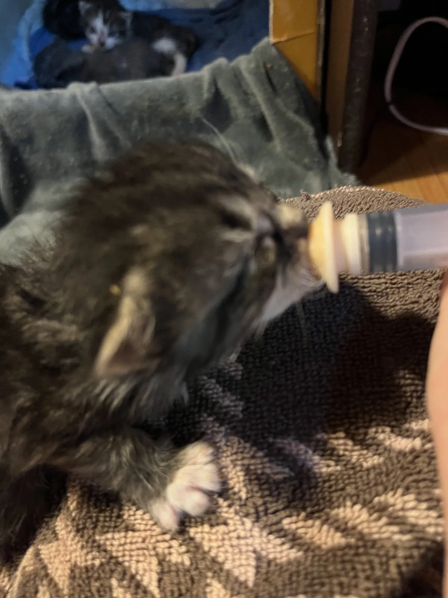 IMG_0613.jpeg