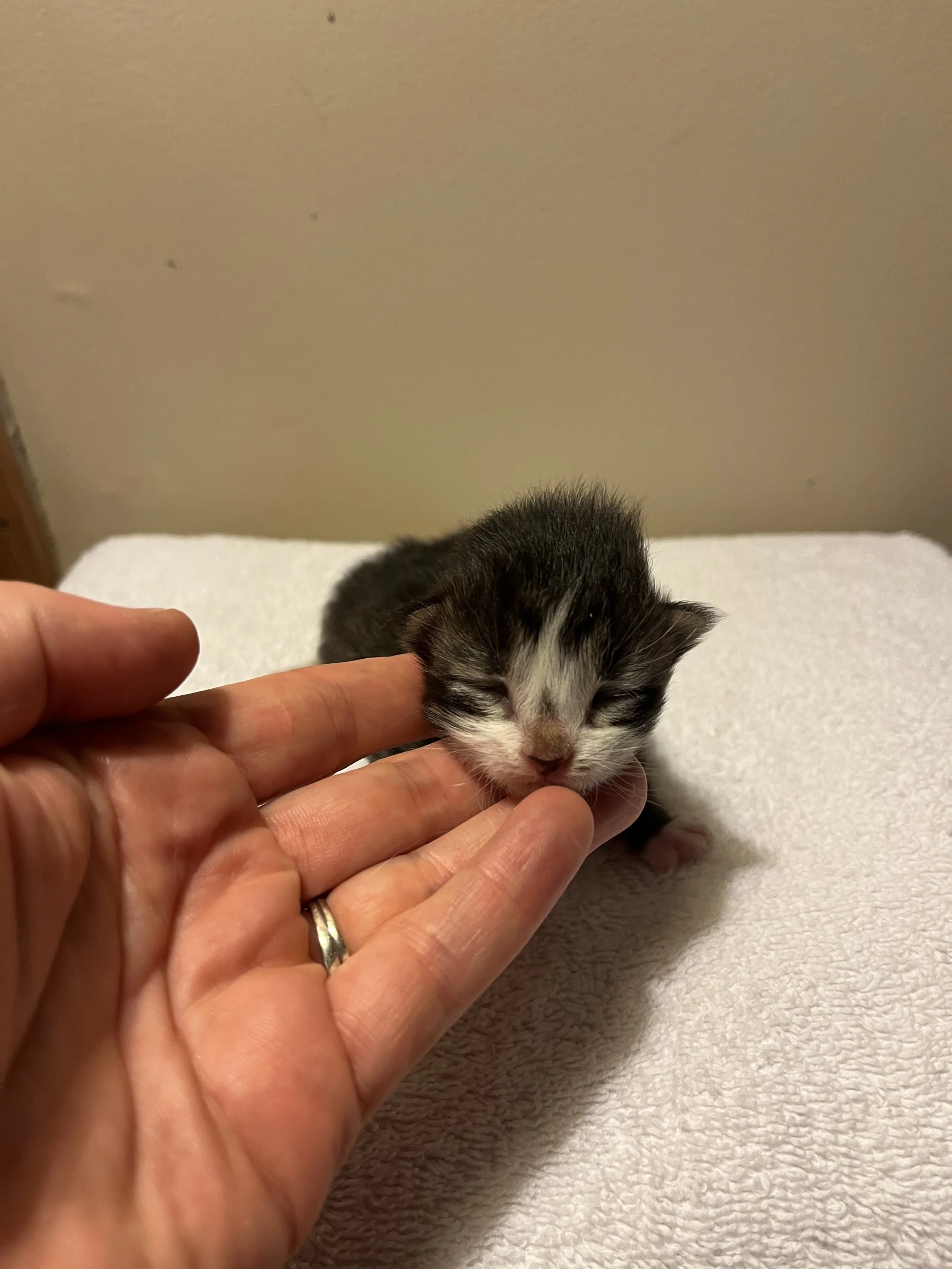 Tabby White Face Male (monster).jpeg
