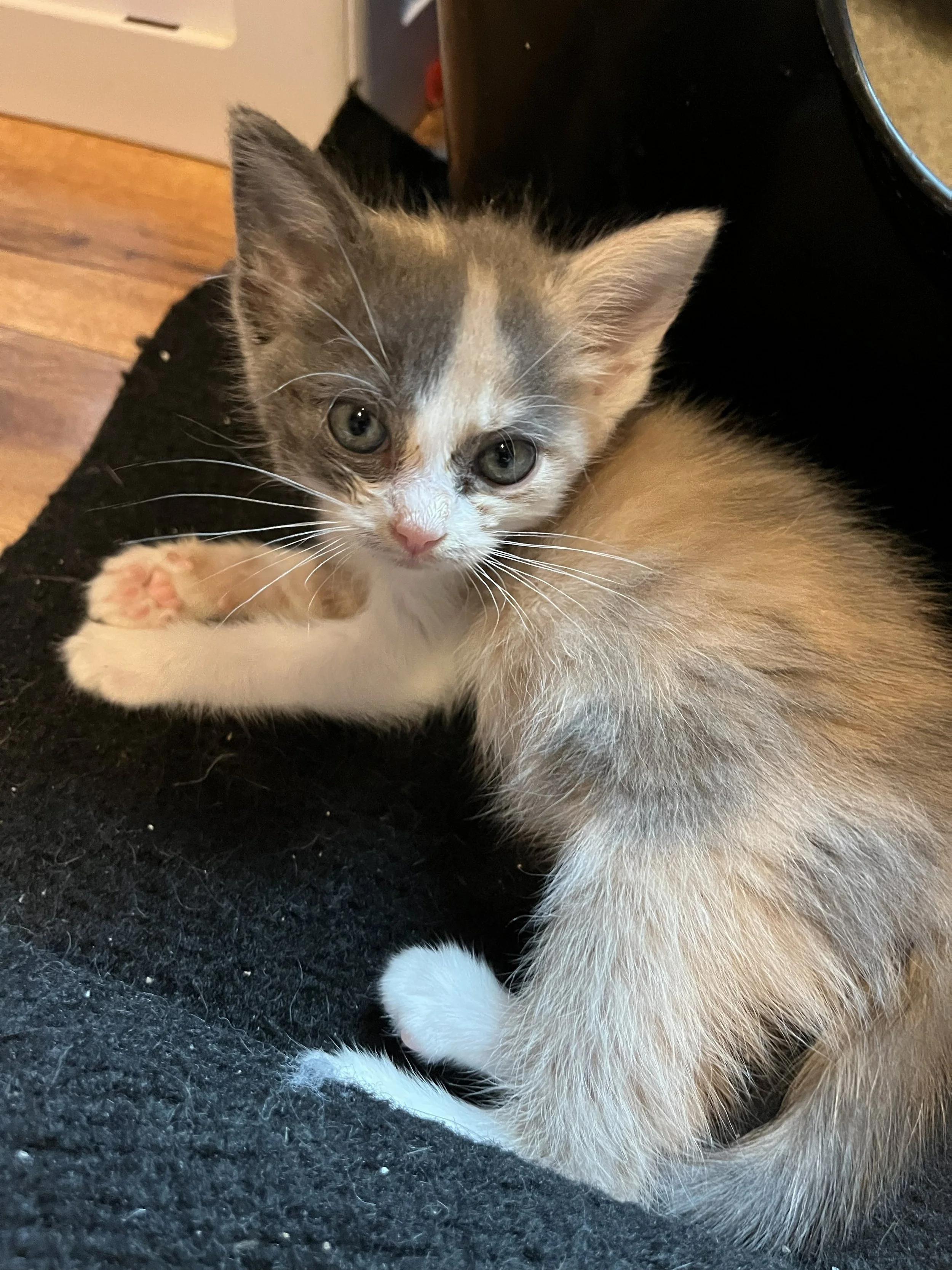 Dinah (On an Adoption Trial w/ Benjamin)