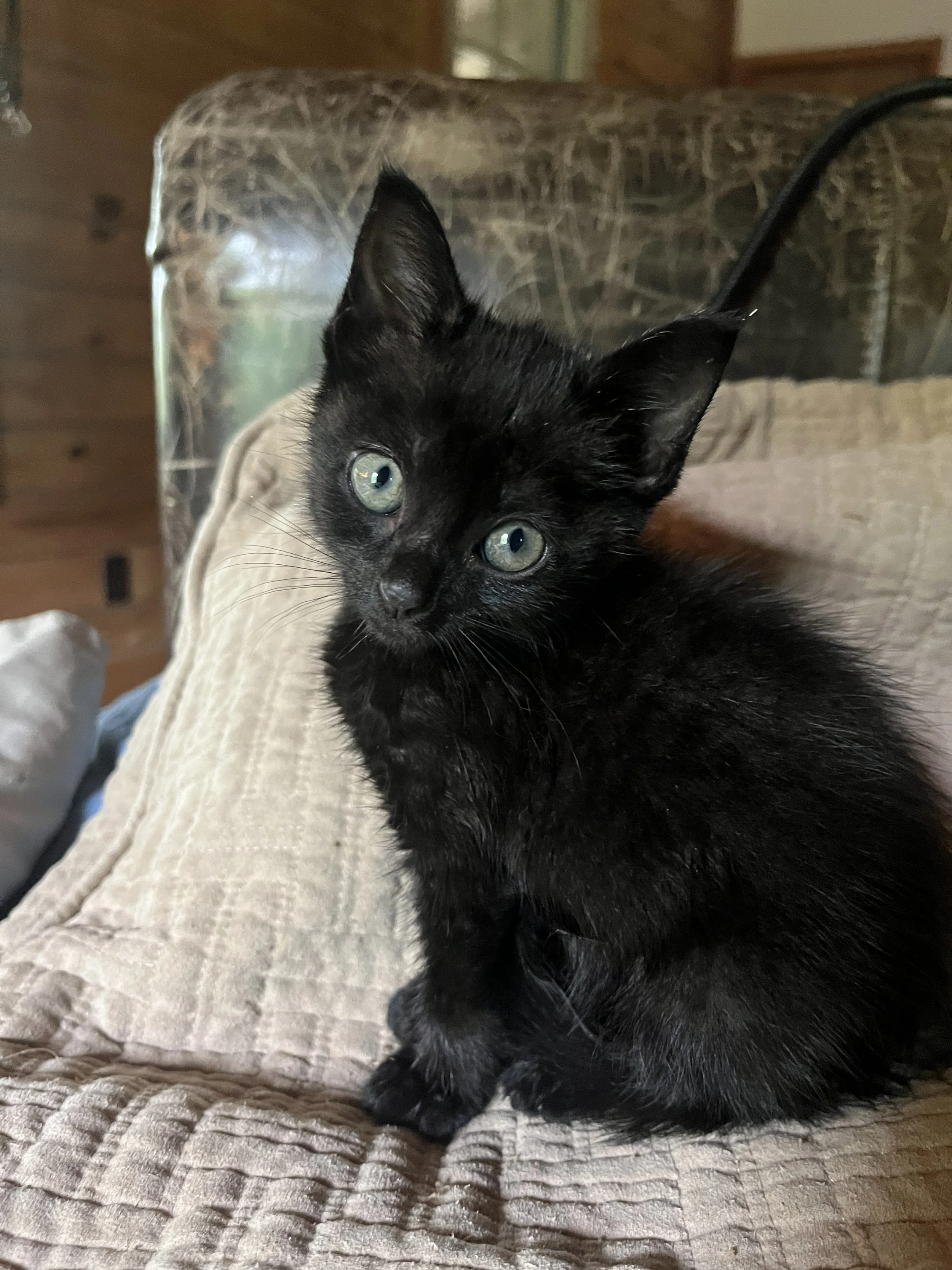 Cleopatra (Pre-Adopted w/ Colette & Camilla)