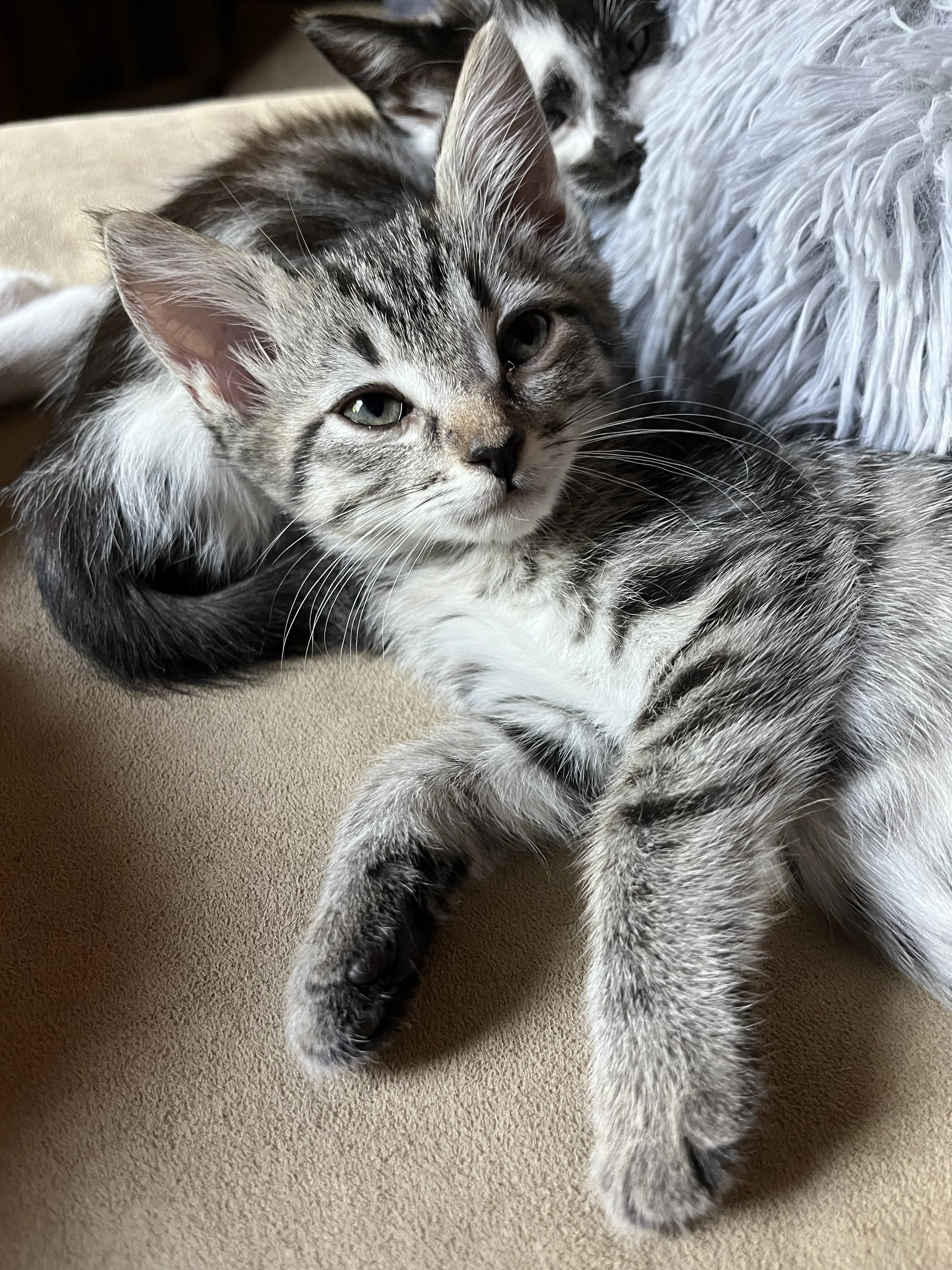 Christina (Pending Pre-Adoption)