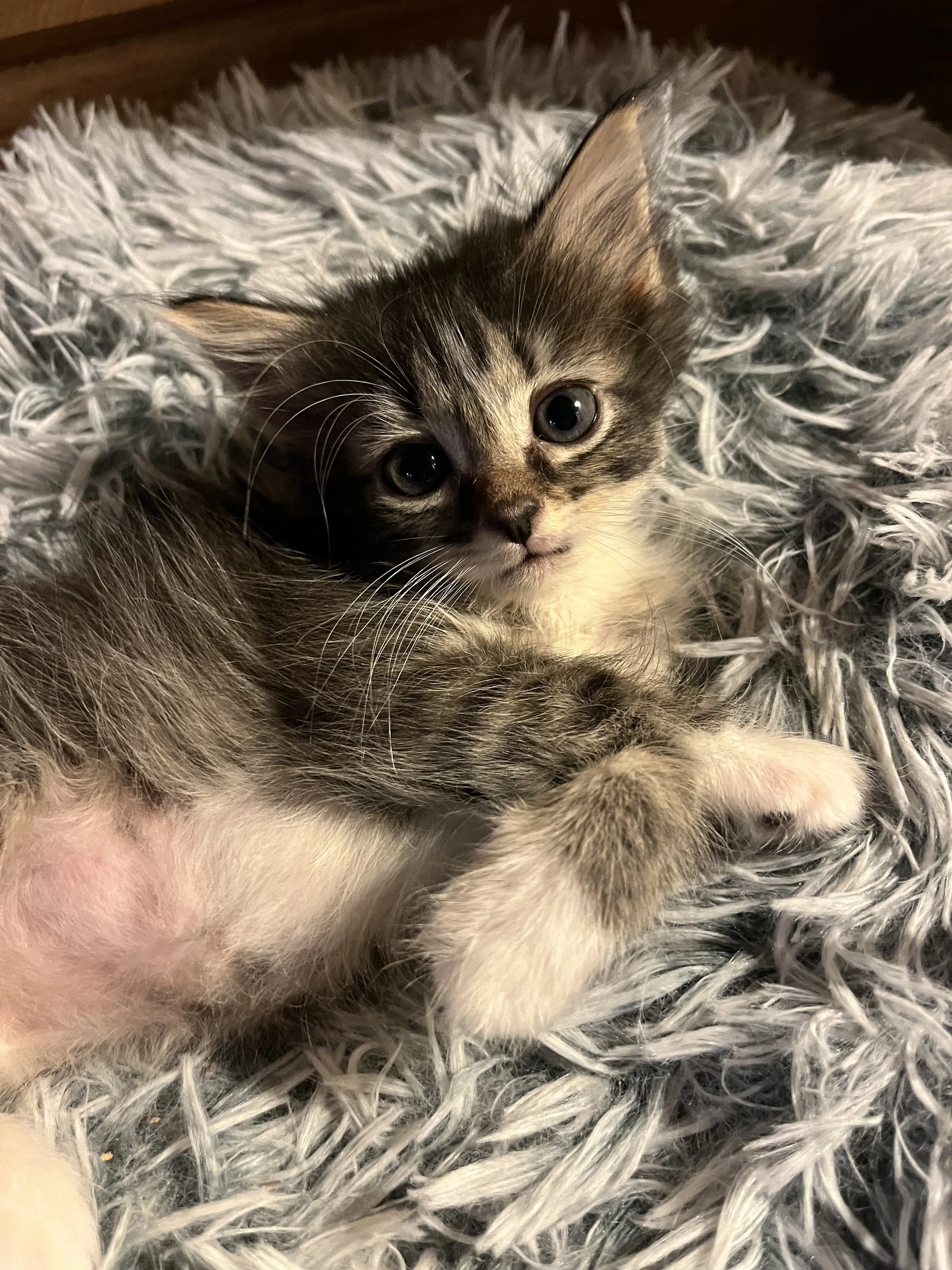 Celine (Pre-Adopted w/ Clare)