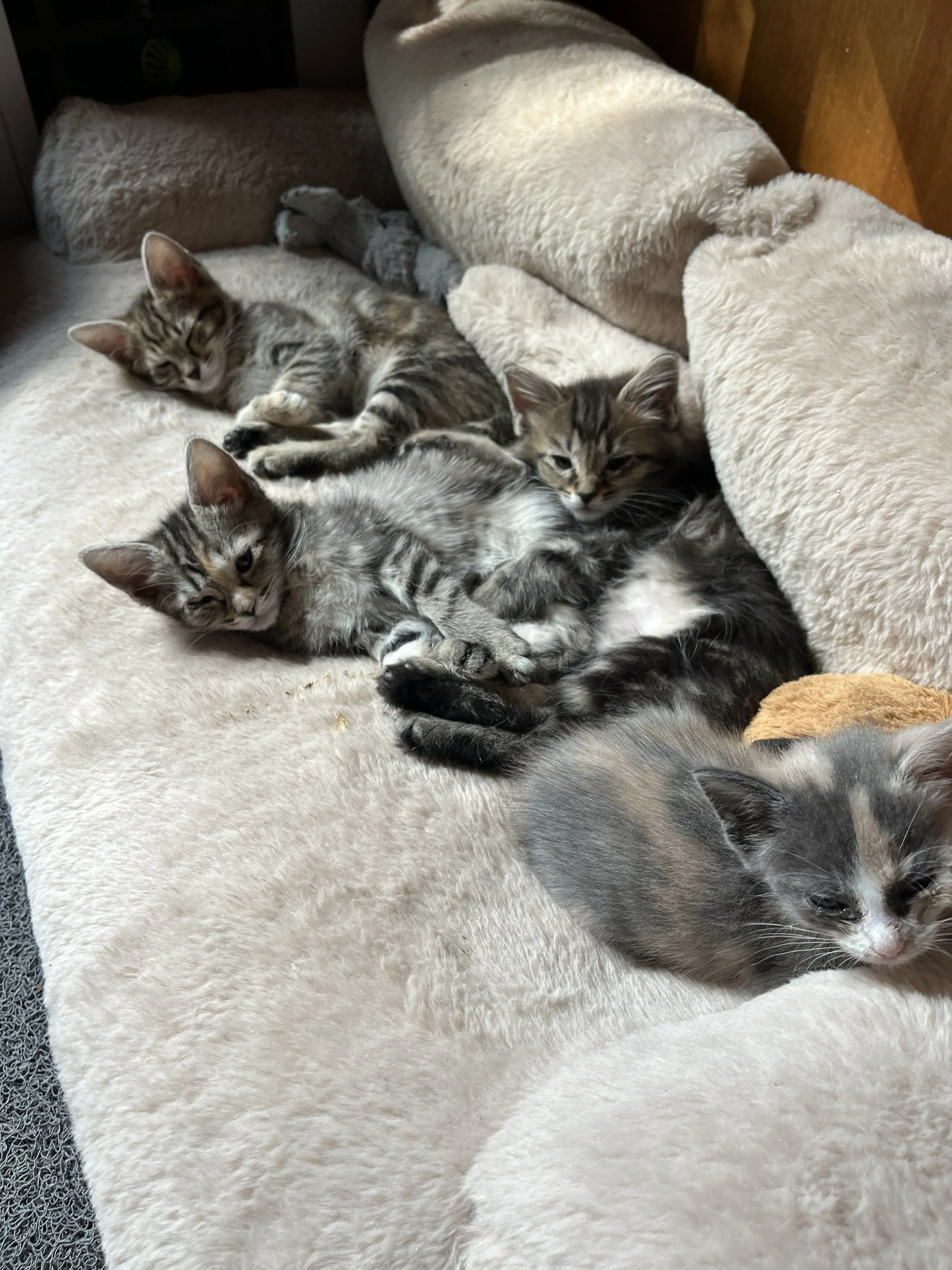 The gang lounging.jpg