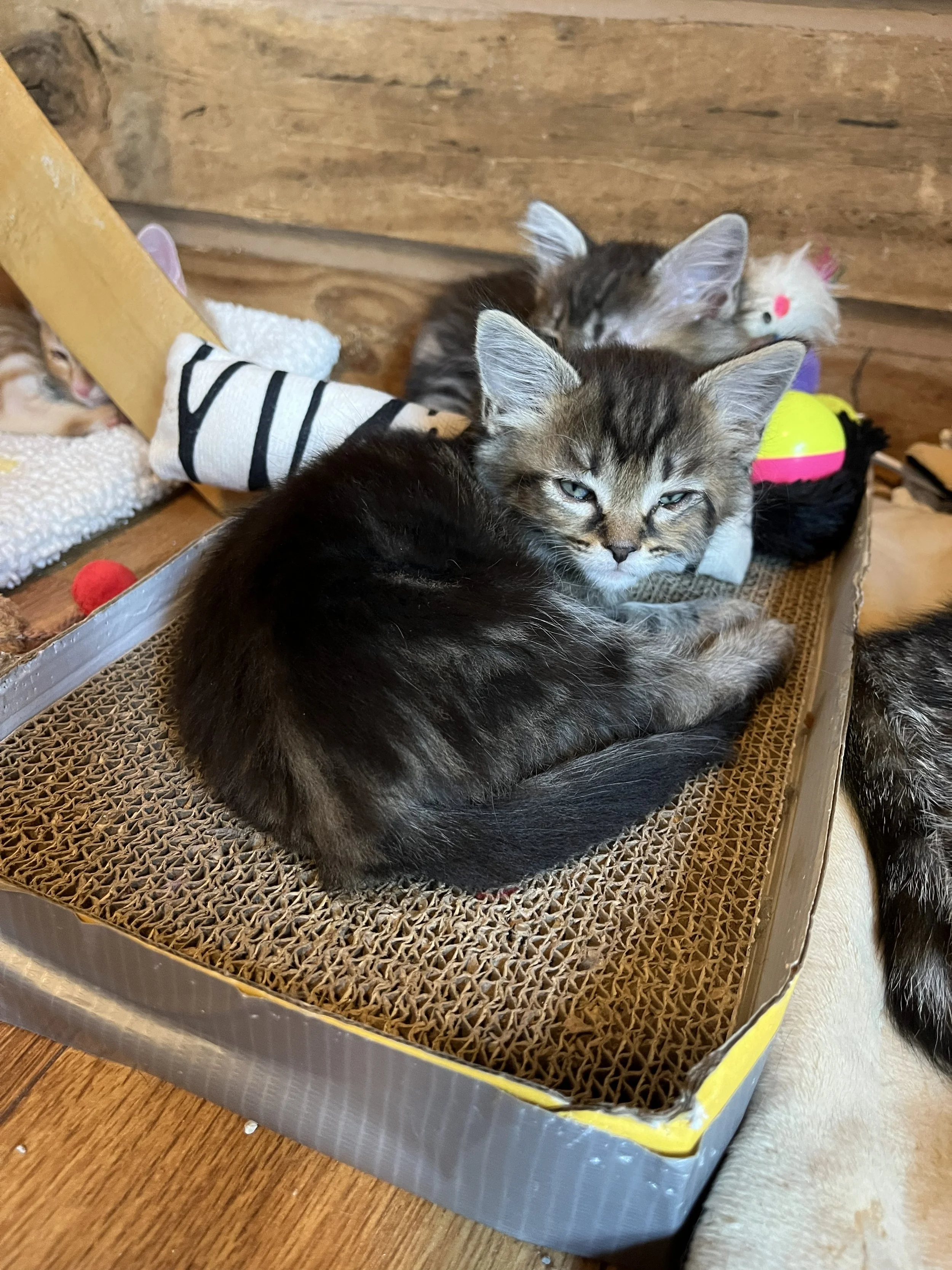 Benedict 6wks 2.jpg