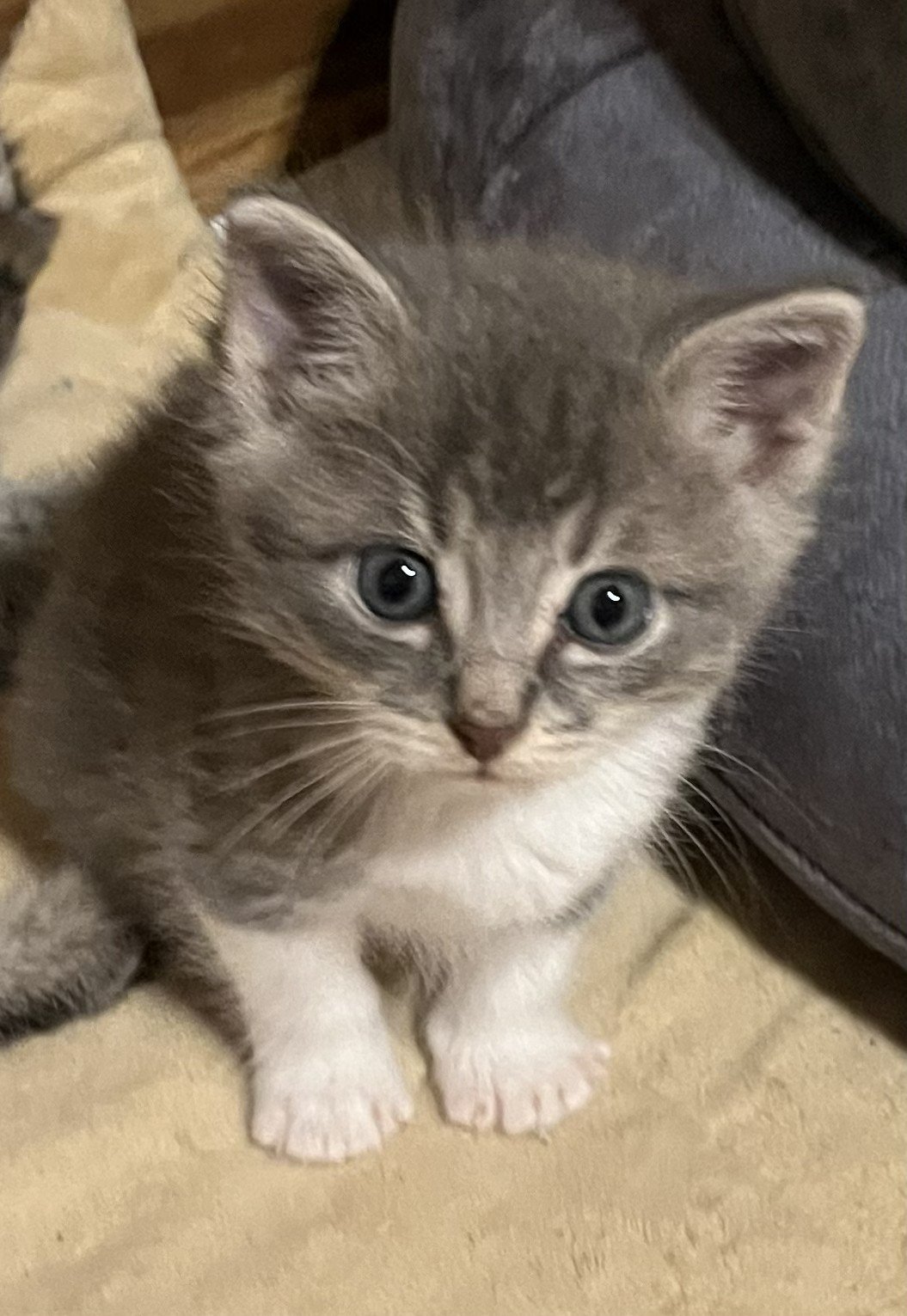 Benjamin 5wks 5.jpg