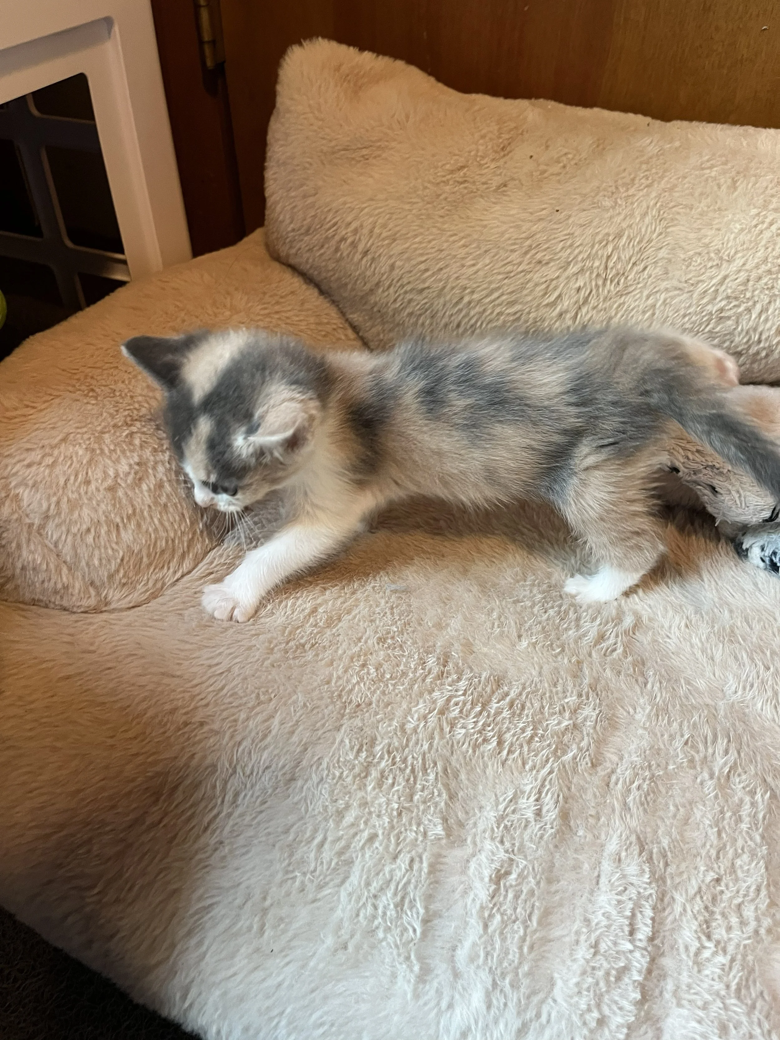Dinah 5 wks 2.jpg
