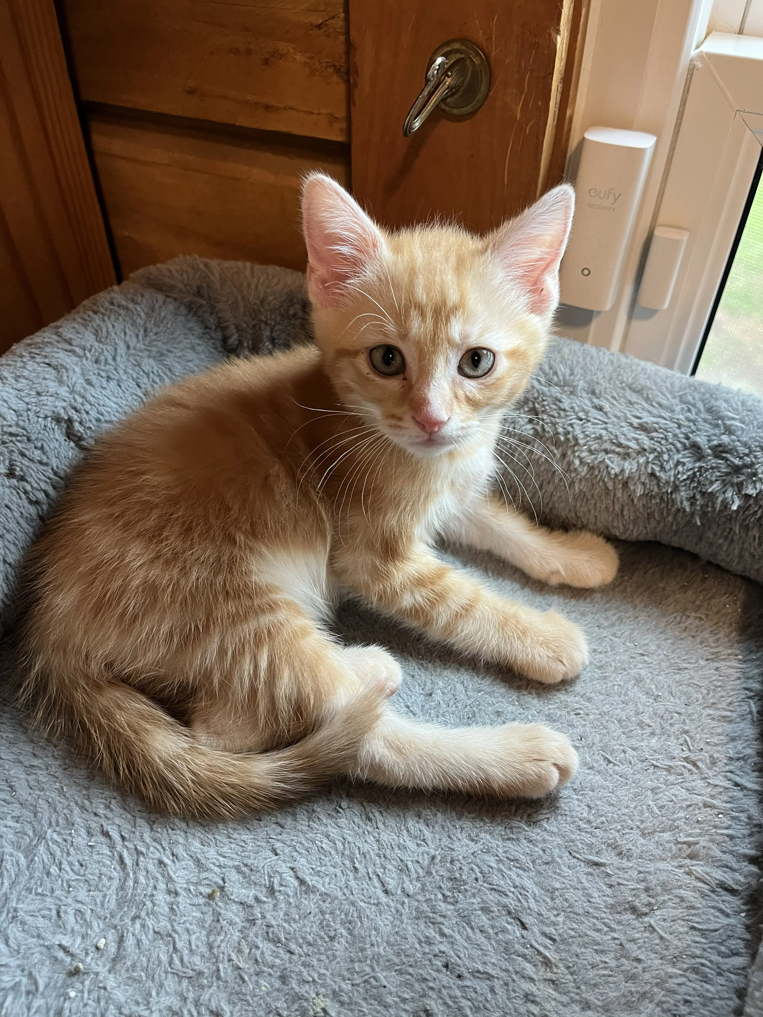 Barnabas 8 wks 1.jpg