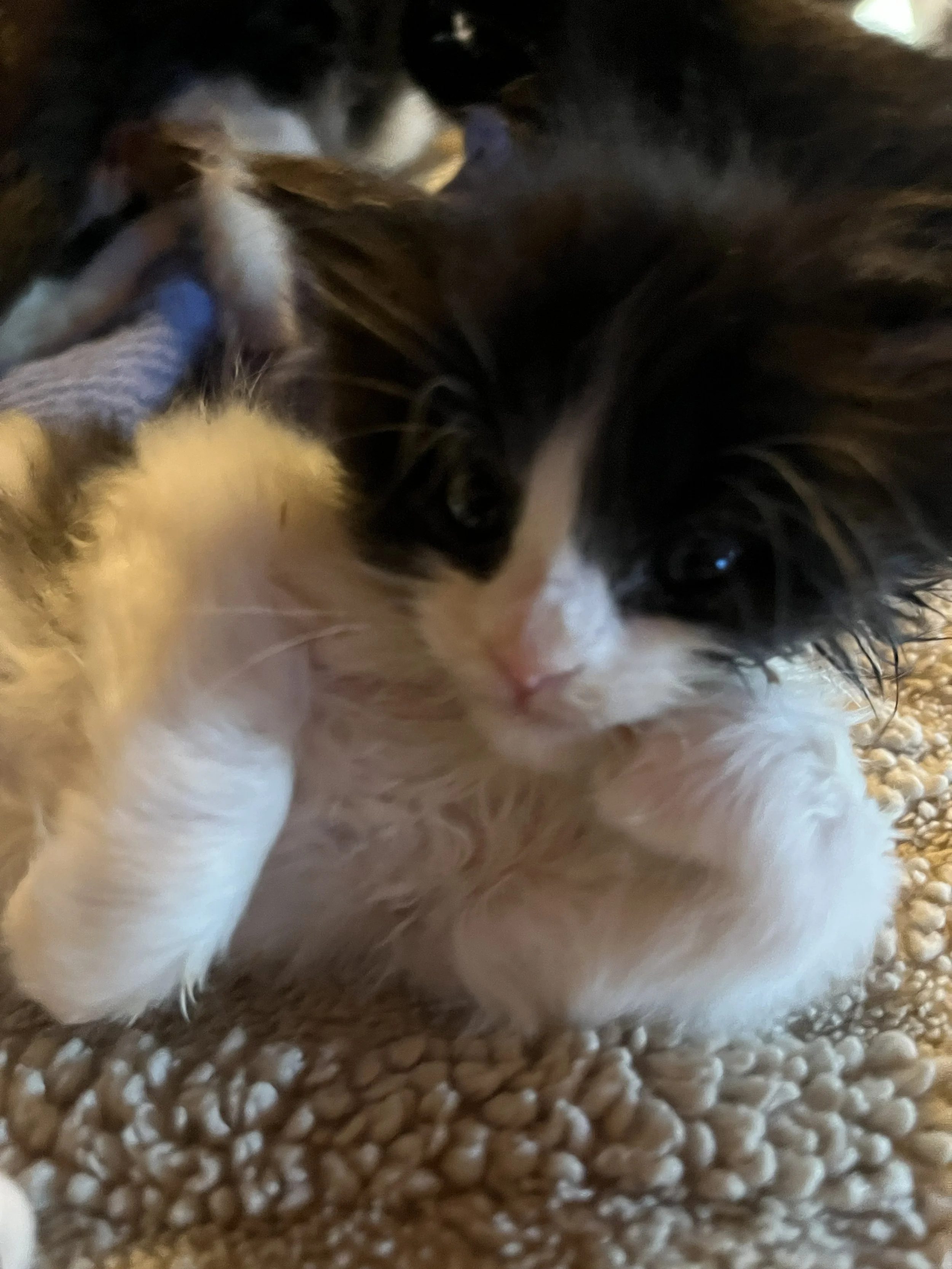 samson doing a vogue.jpg