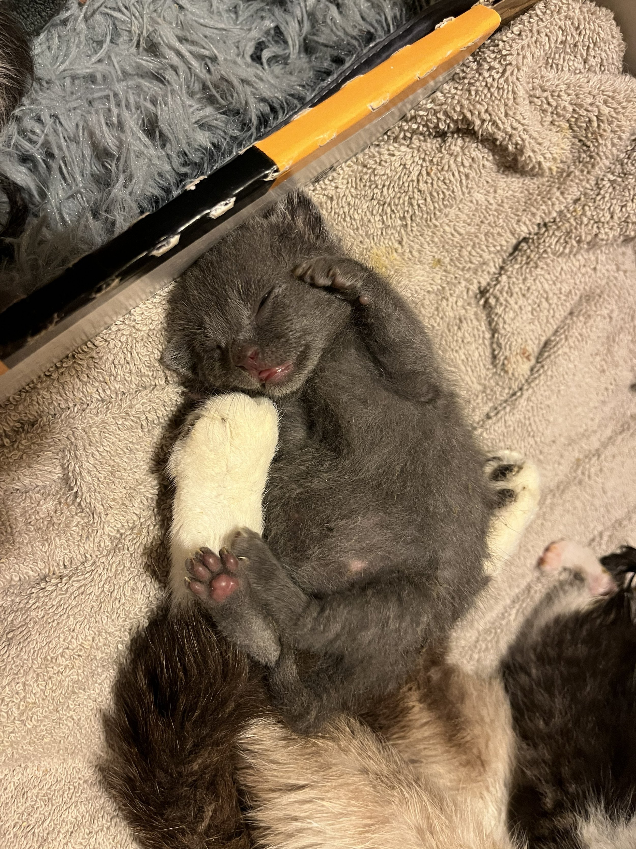 Carmen 10days.jpg