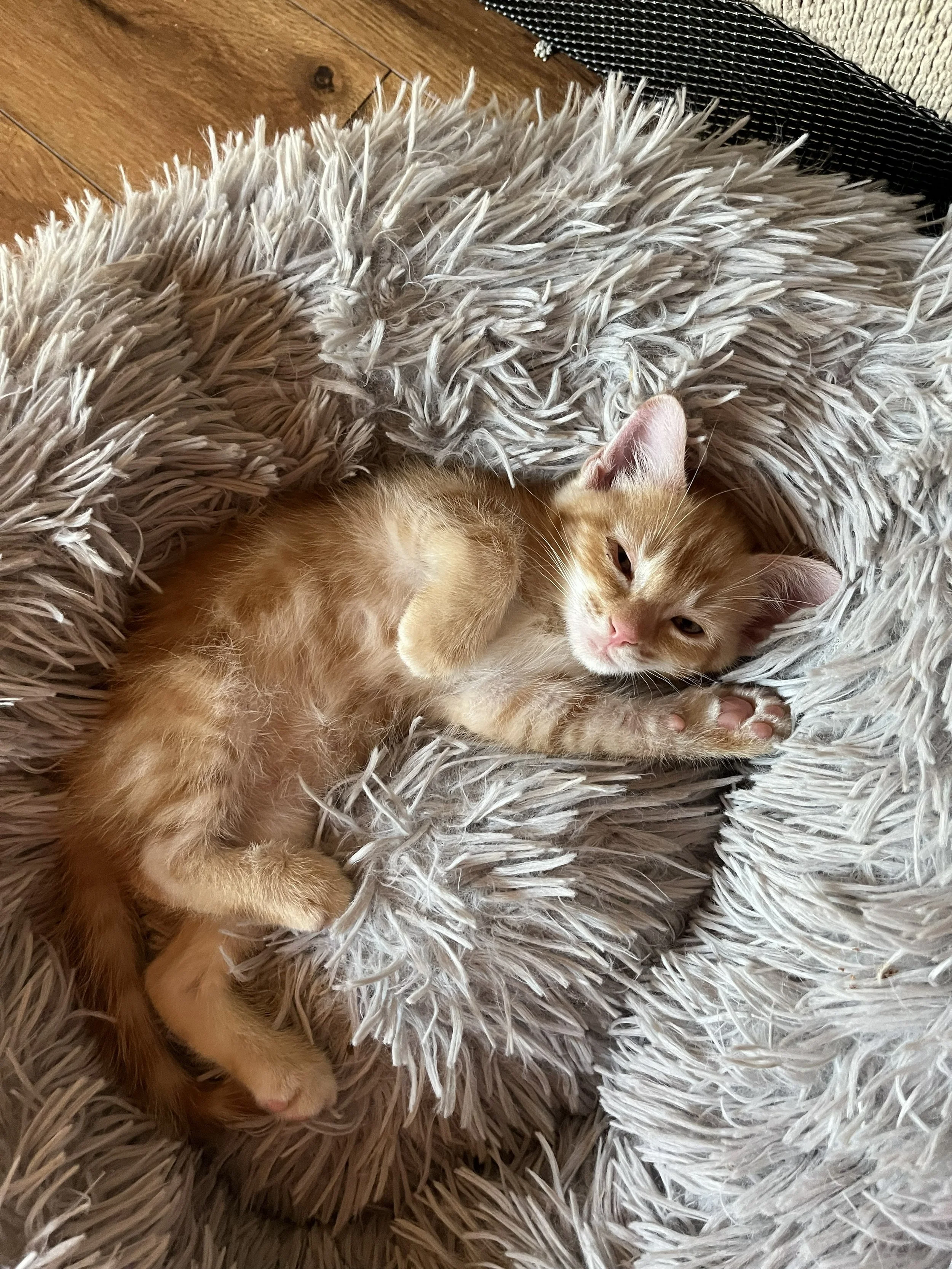 Basil 6wks.jpg