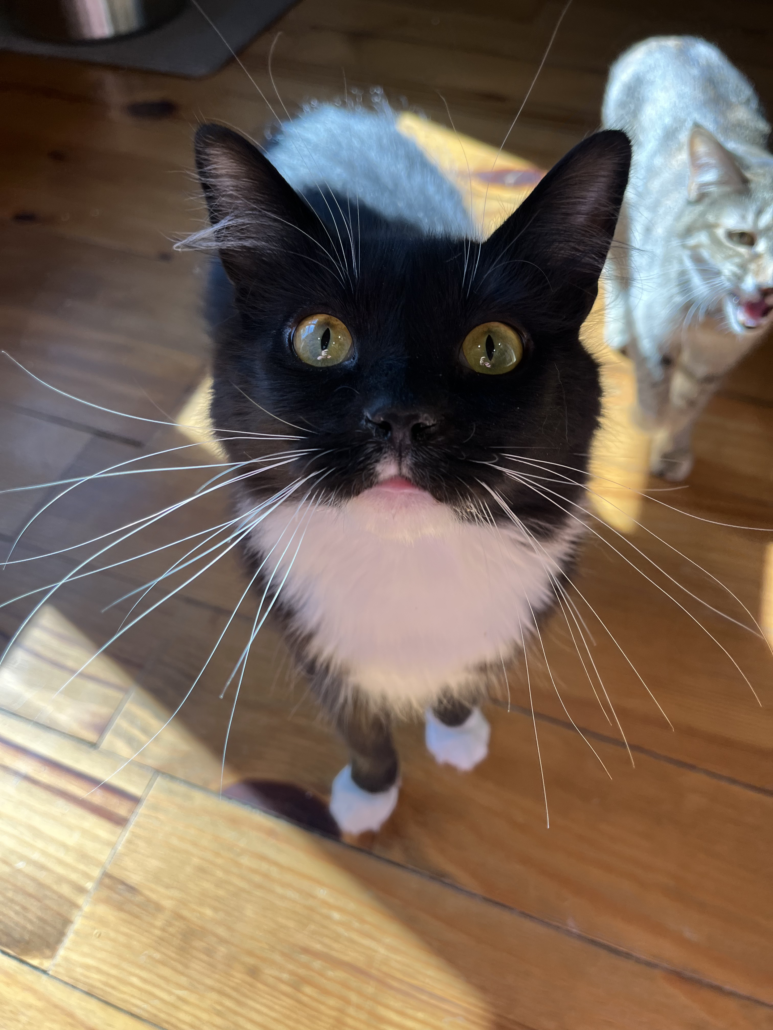 Joshua (Special Needs)