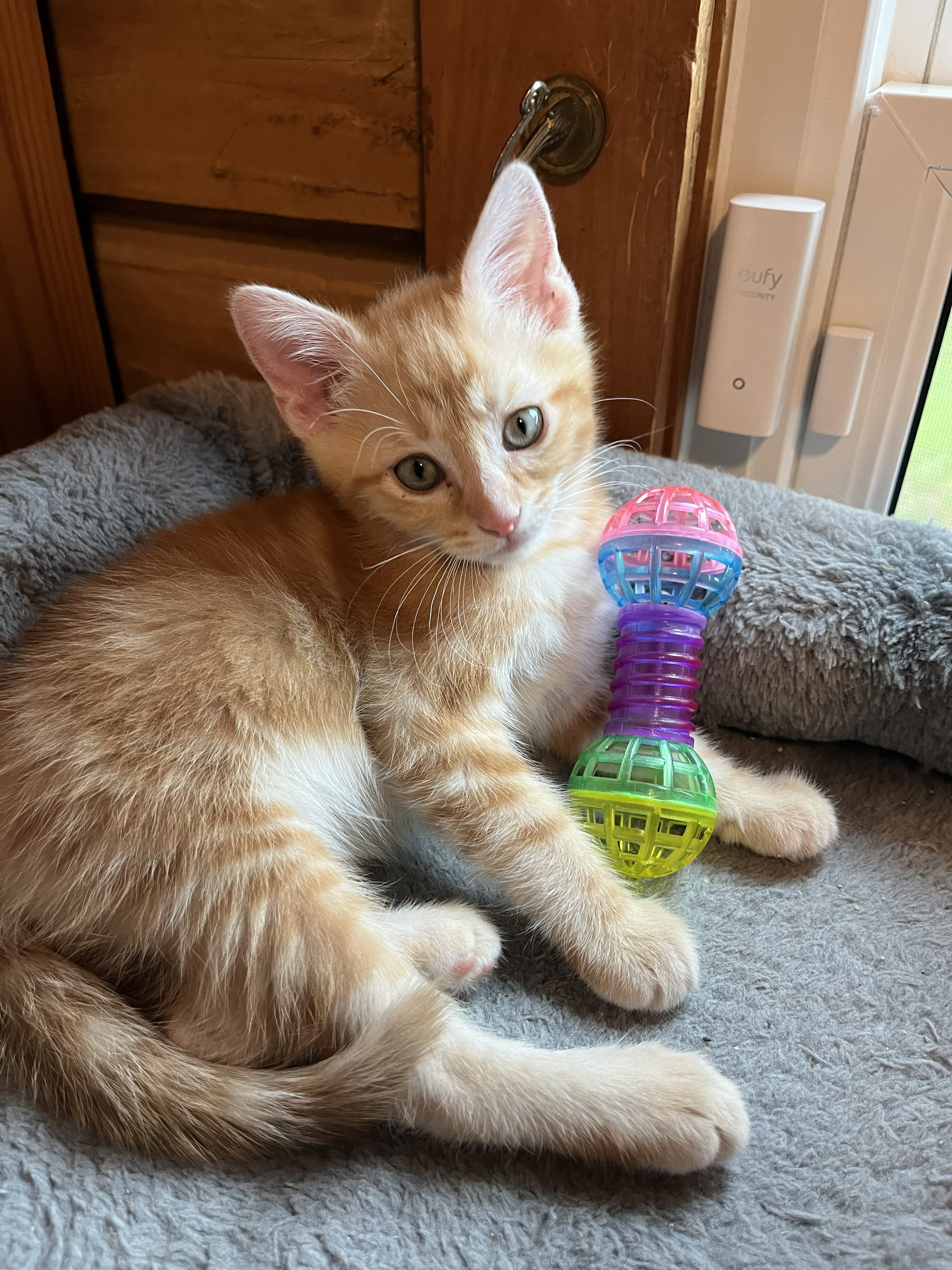 Barnabas 8wks 3.jpg