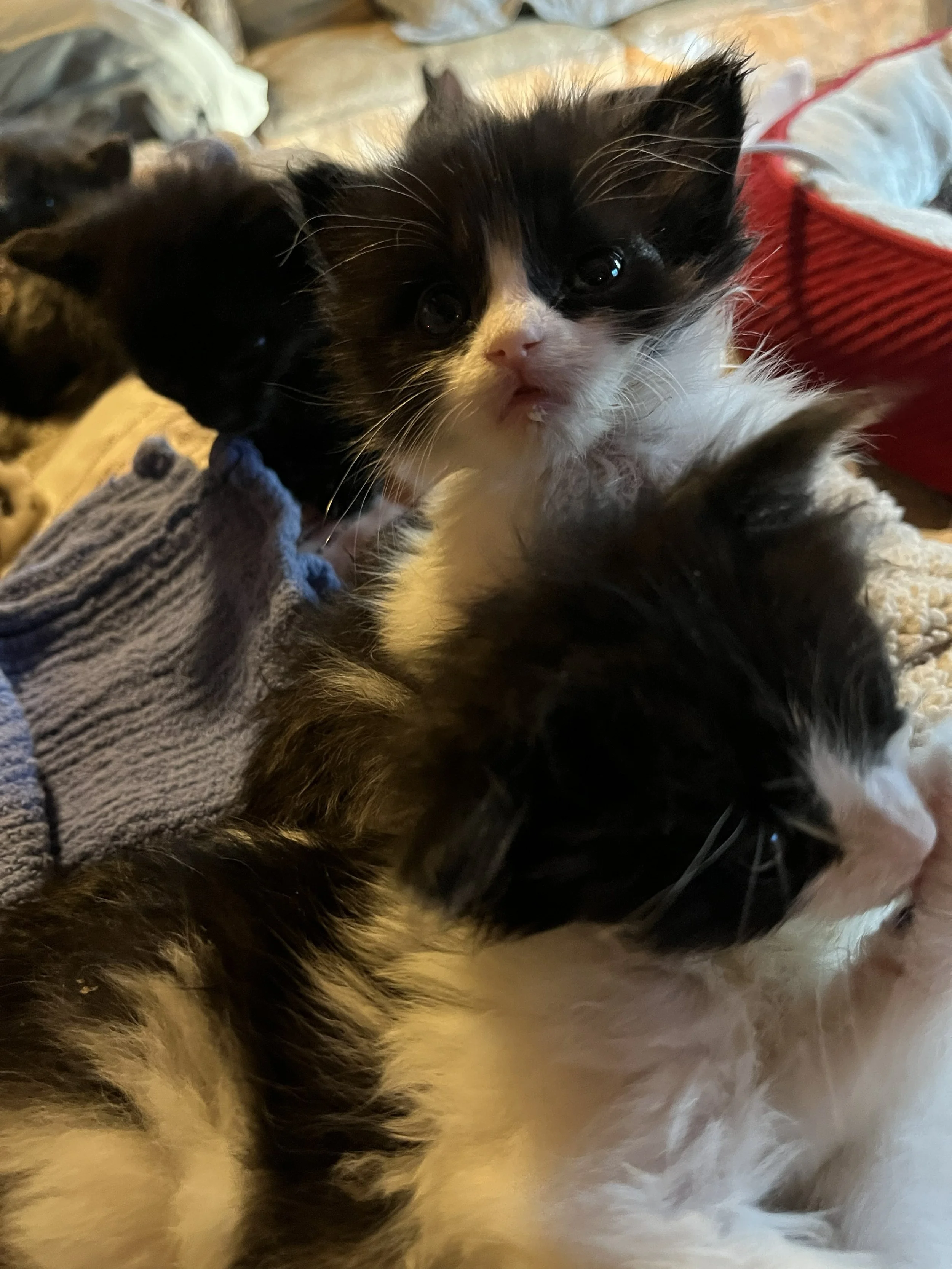 samson & his big brother who passed.jpg