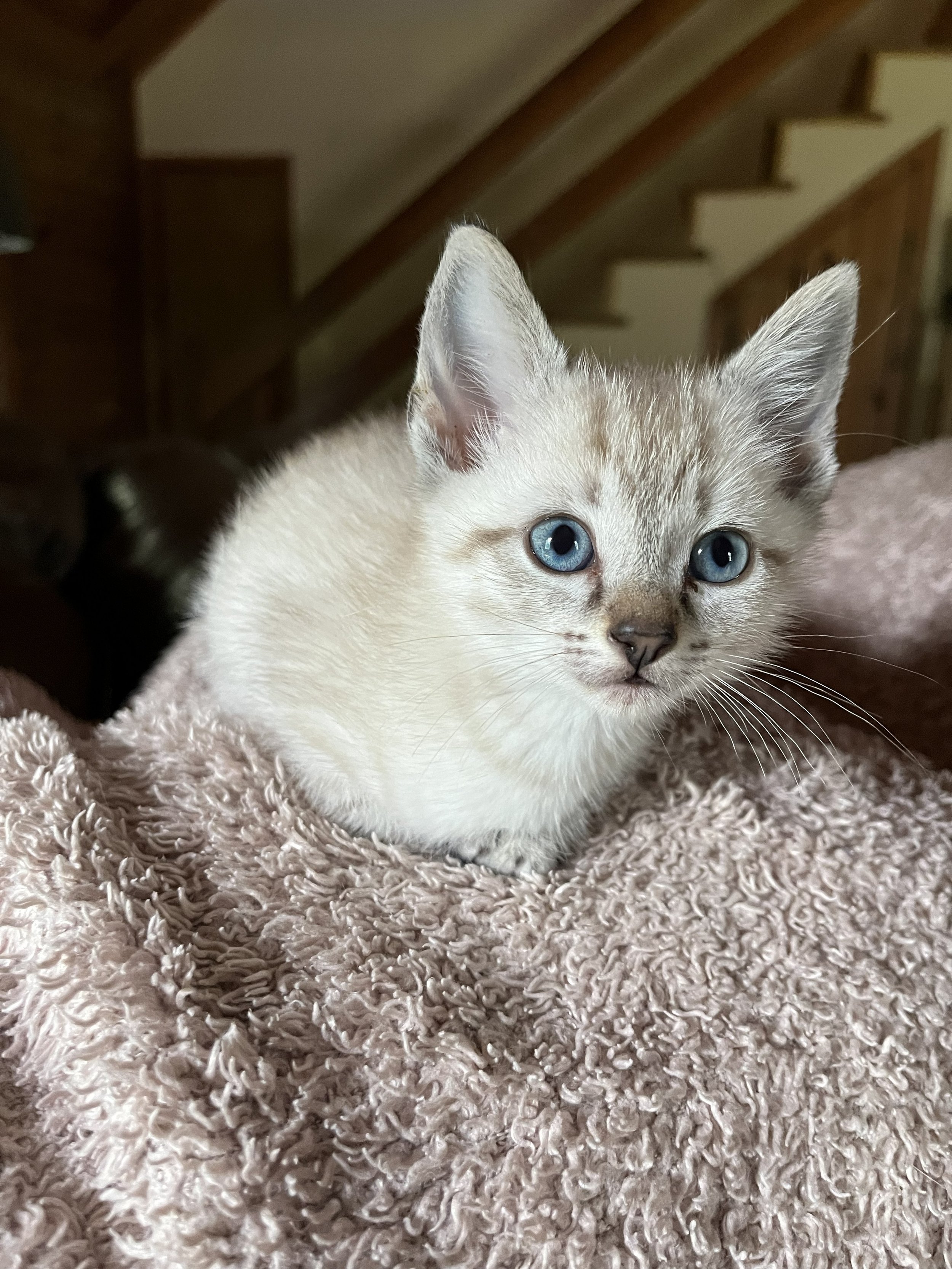Felix 7wks.jpg